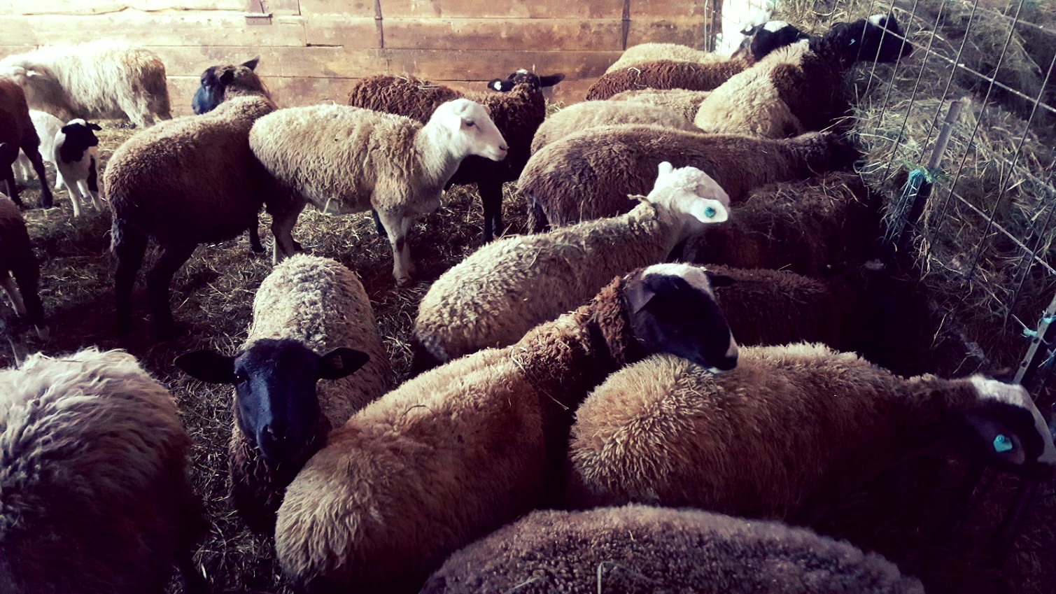 sheep feeding in barn.jpg