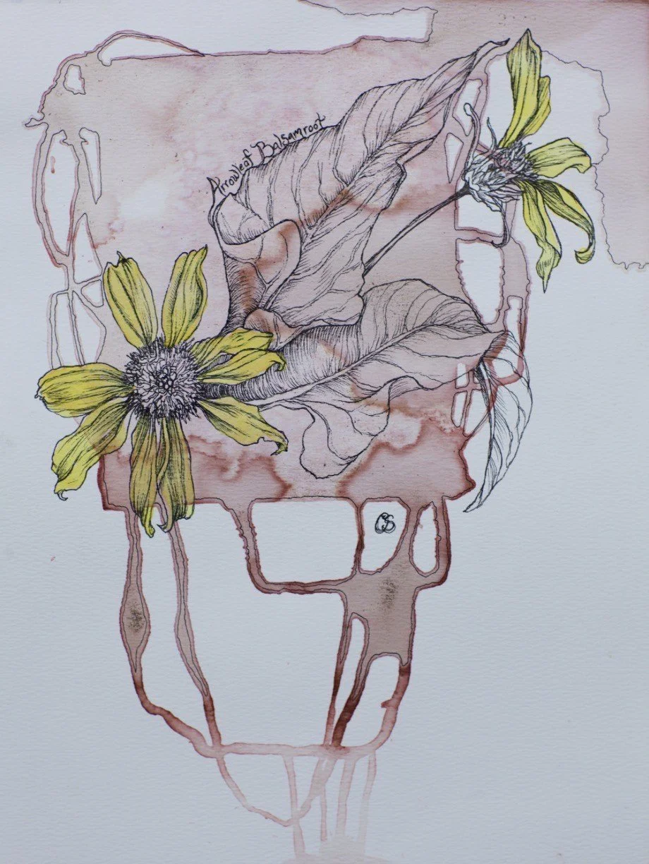 Nature Exploration in Watercolor & Ink