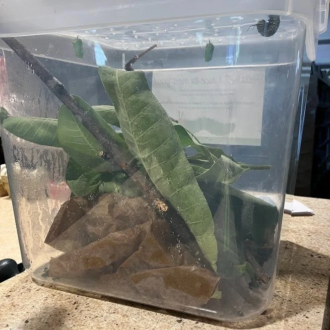 A couple of weeks ago, a young patron rescued seventeen monarch caterpillers from being mowed over and gave us three to care for. After lots of munching, two have formed chrysalises and the third one is working on it!

Stop by anytime this morning to