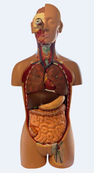 Human Anatomy Figure