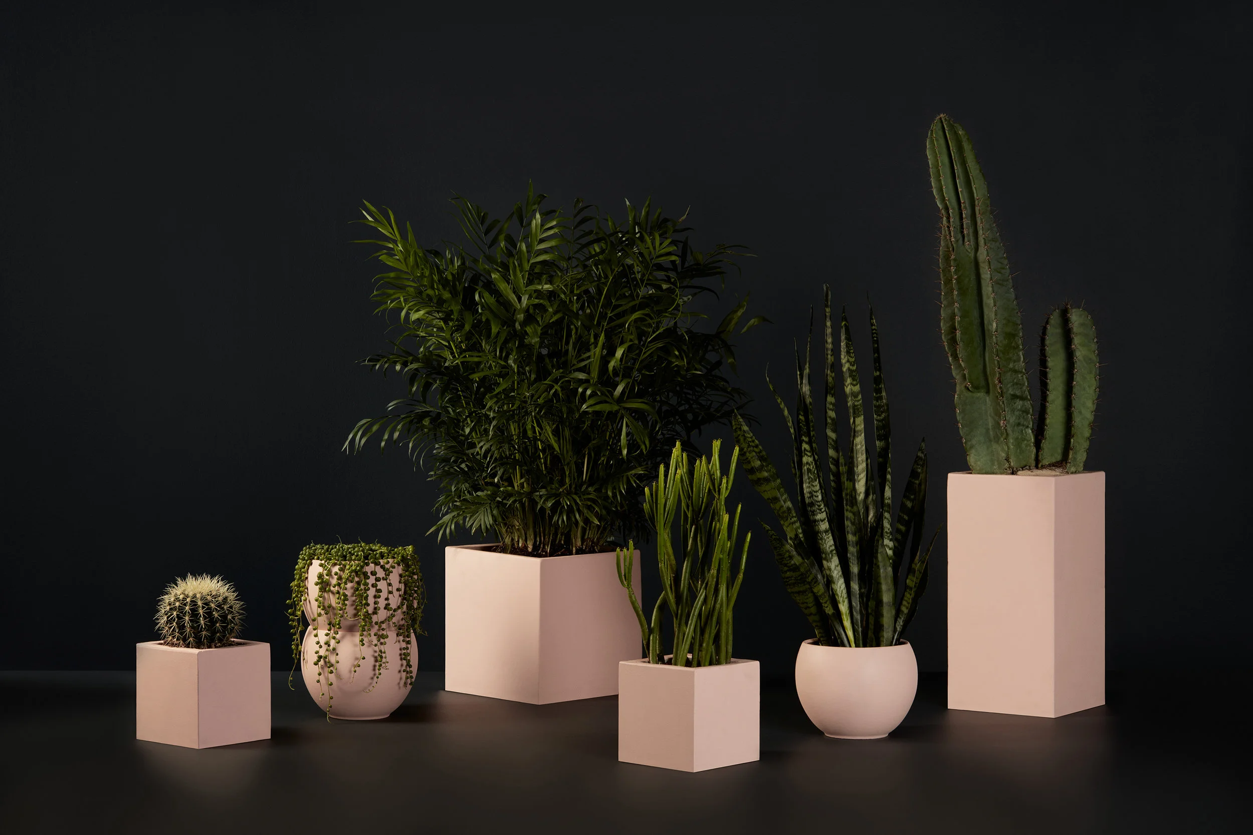 How to care for potted plants