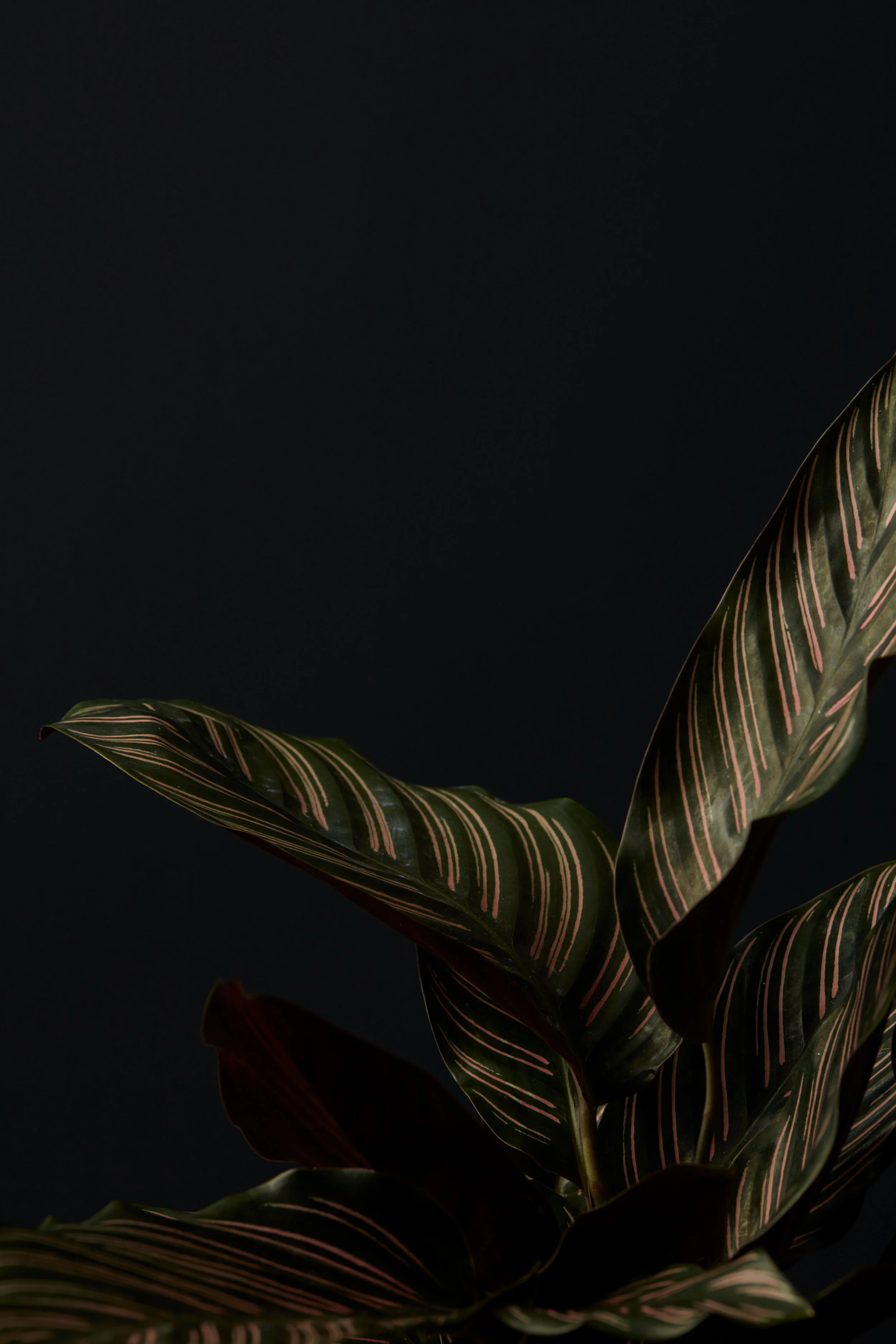 Trending Indoor House Plants