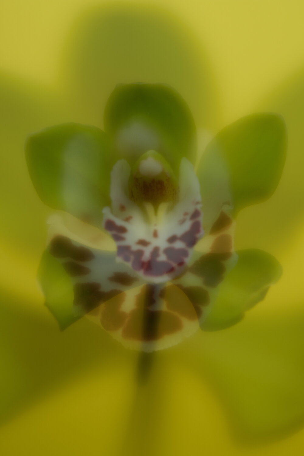 Orchid Heart by Misia-O' - Different Shades Of Yellow 2020
