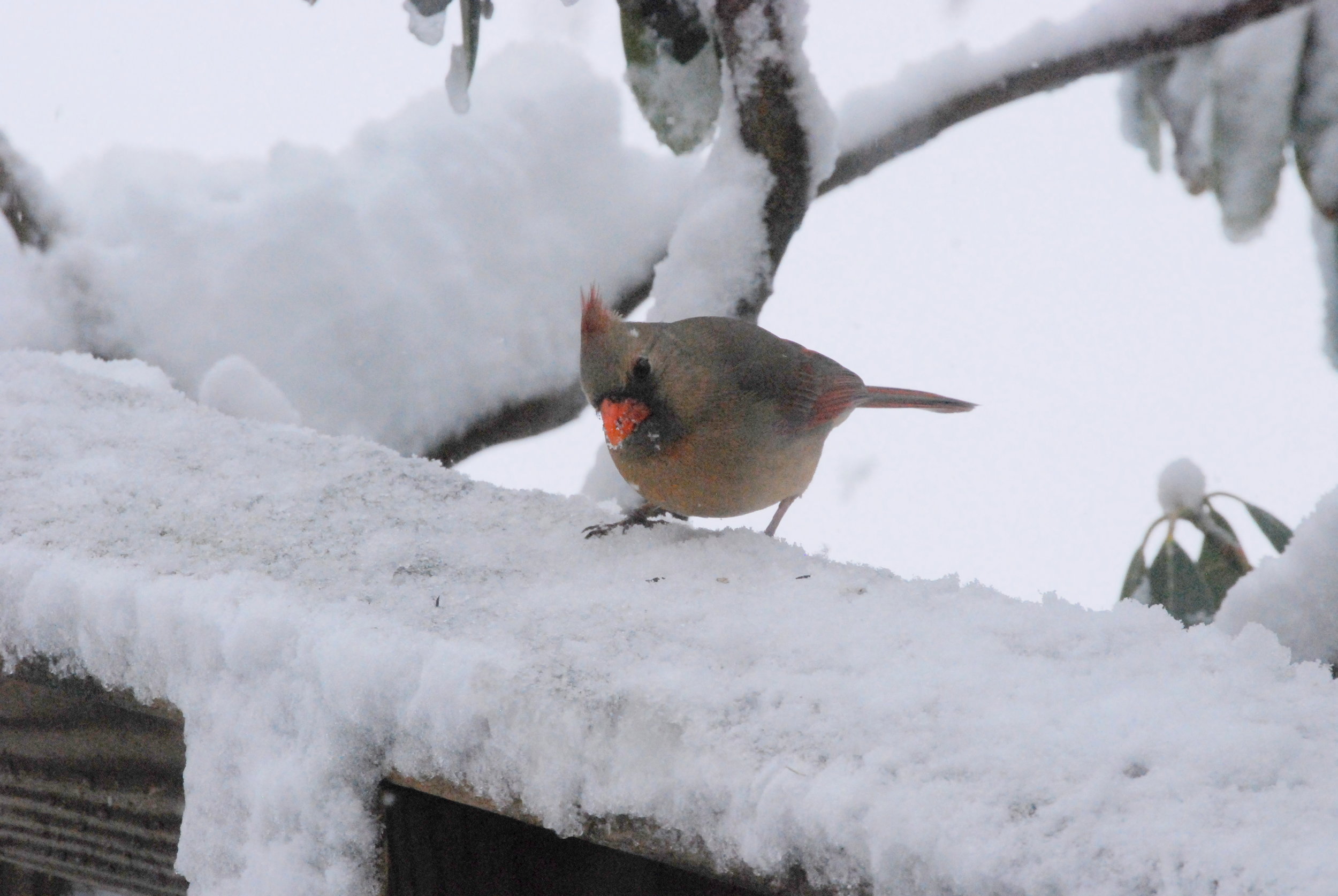 26 cardinal 2.JPG