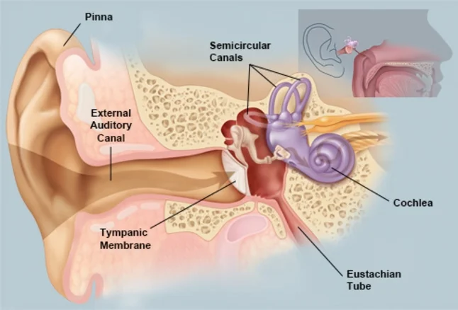 Image from WebMD