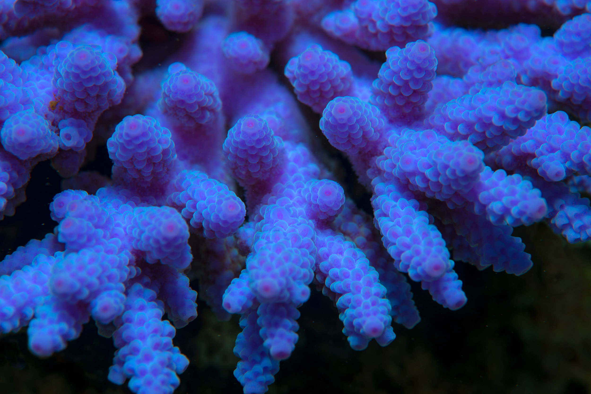 IYORBank_FluorescingCoral_TheOceanAgency_08.jpg