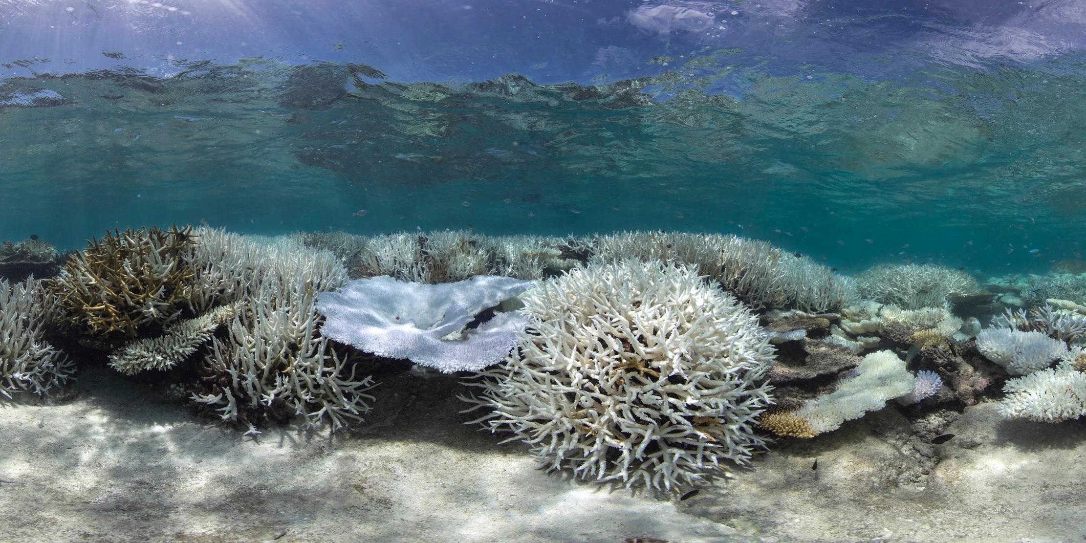 SVII in Coral Triangle - Photo by The Ocean Agency-XLCatlinSeaview Survey-Aaron Spence copy.jpg