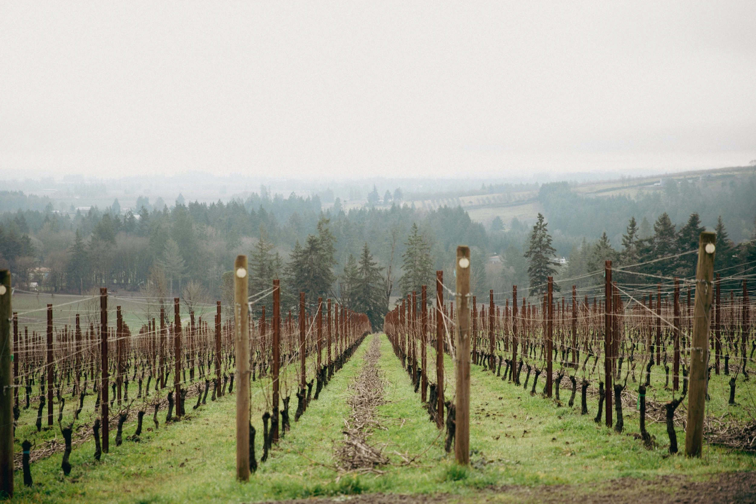 Organically-farmed vines in the fog at the Iron Filbert Vineyard, our Dundee Hill estate vineyard and winery.