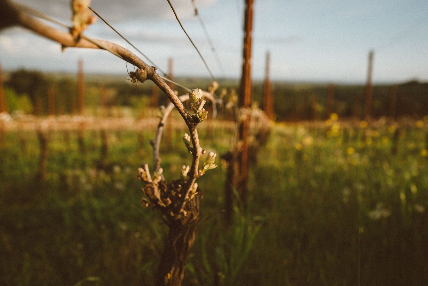 Deep Roots⁠ ✨⁠
⁠
At Domaine Roy &amp; fils, our purpose is to craft wines that shine as an example of the pure vitality of Oregon. It is from a perspective of capturing the beauty of the landscape and each passing vintage that we put forward our rend