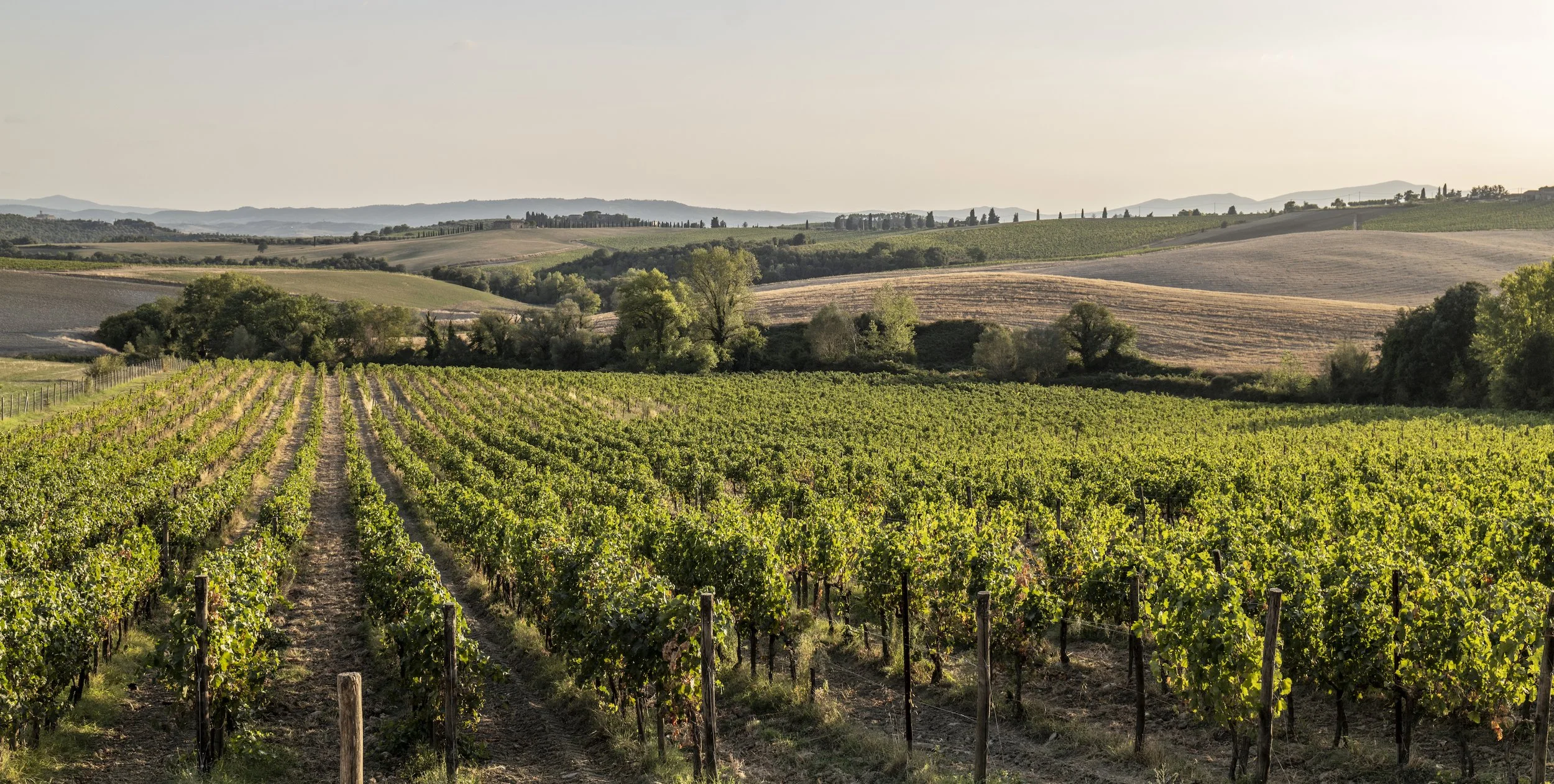 Tenuta Castelgiocondo Vineyard