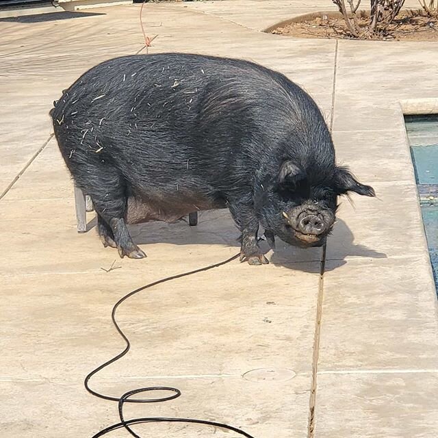 My new freind followed me around the pool deck today, good thing she isn't very fast.😳 Then I got some filters done once she left me alone. #poollife #poolfitpoolservice #furryfriend