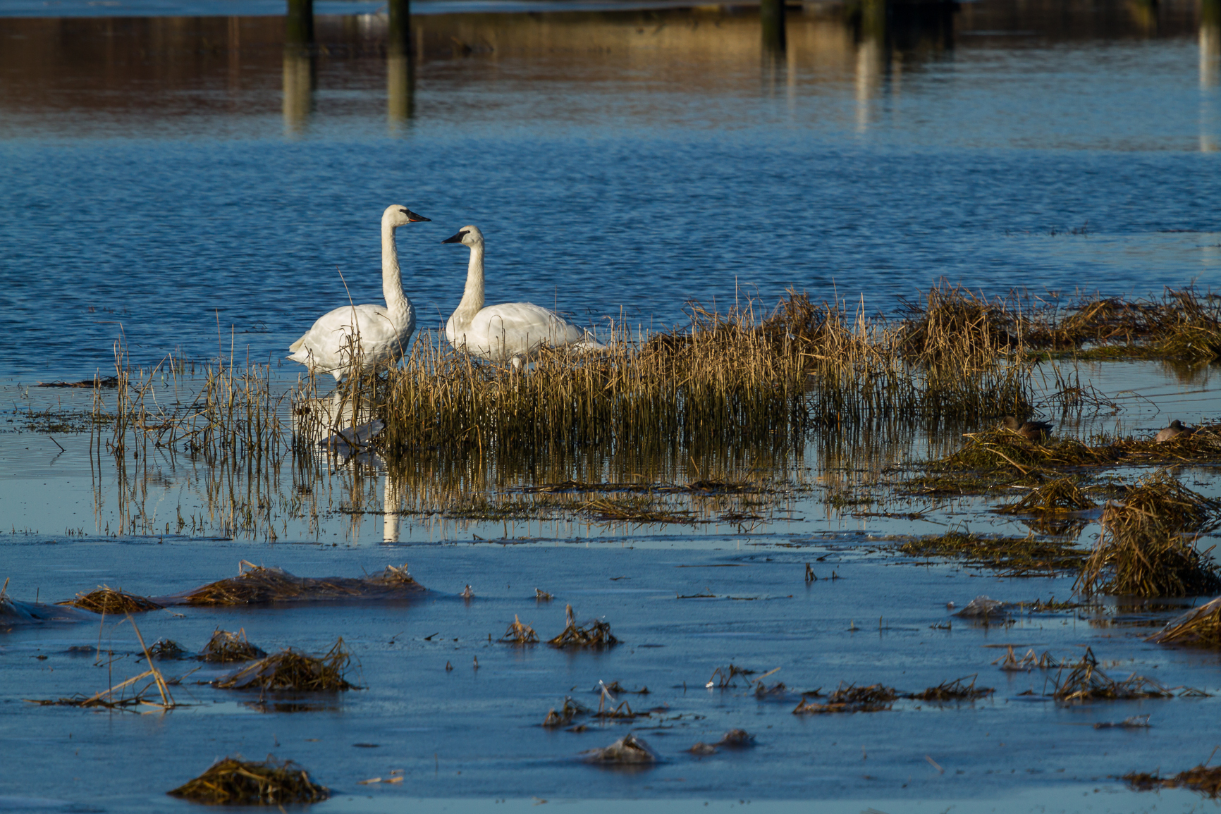 Trumpeter Swans - Barry Hetschko