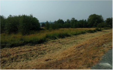 Wetland Restoration Site Before - Photo by Dave Preikshot