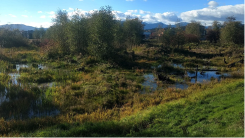 Wetland Restoration Site One Year After - Photo by Dave Preikshot