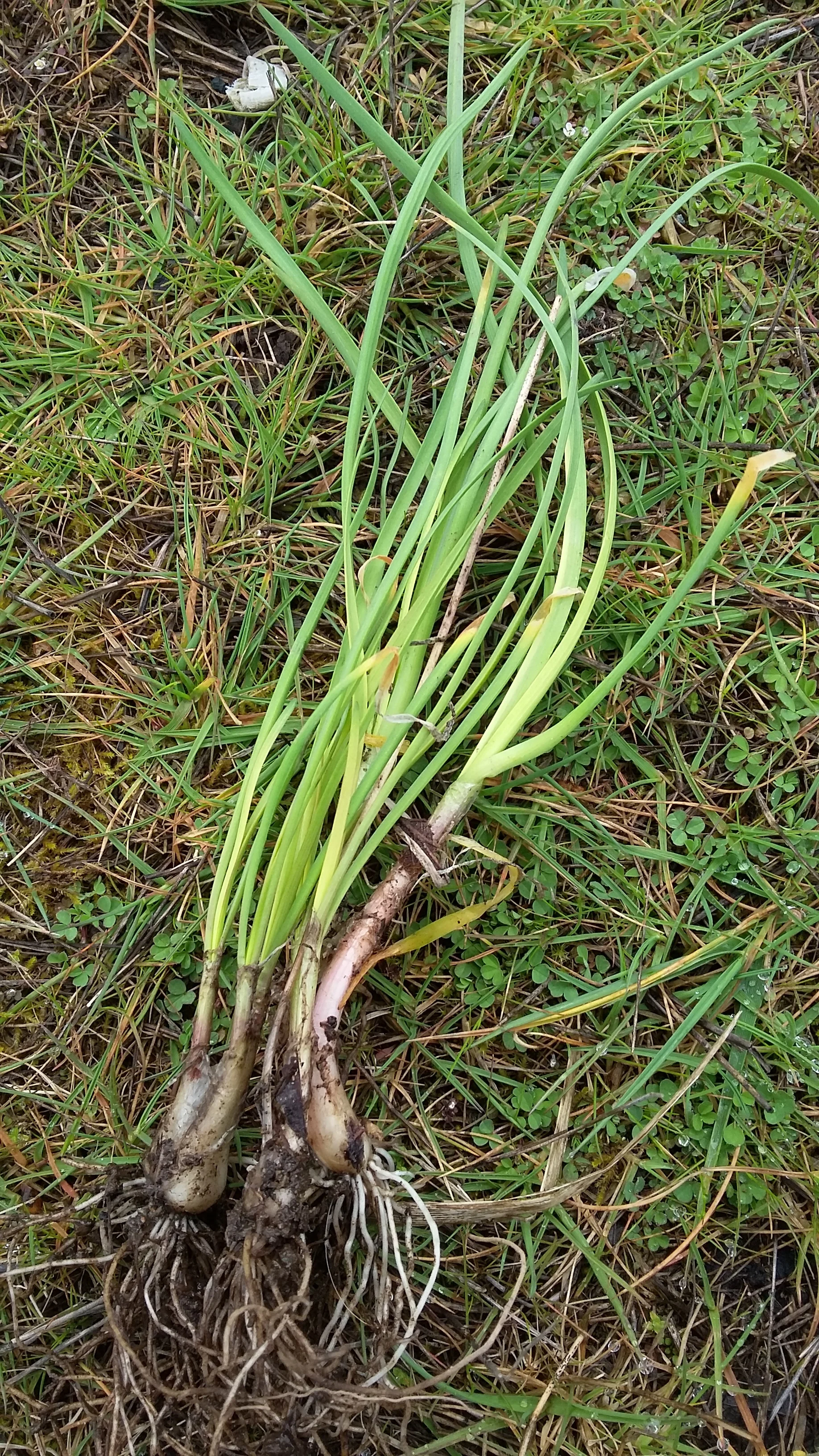Nodding Onion being planted in the Somenos Open Air Classroom - Photo by Elizabeth Aitken
