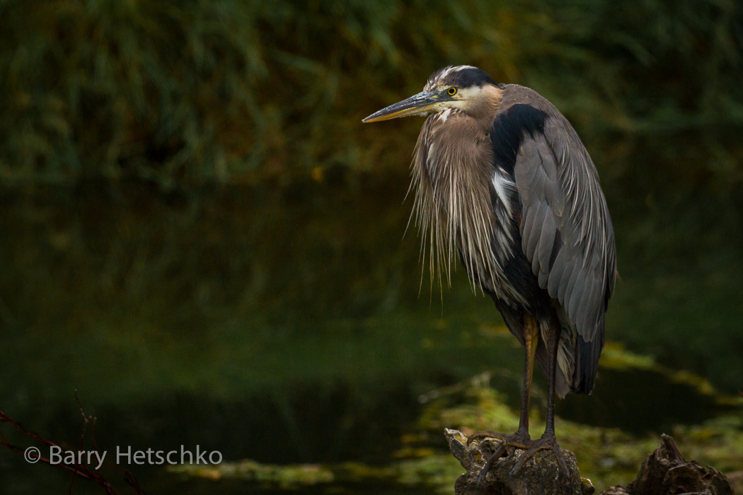 Great Blue Heron - Barry Hetschko