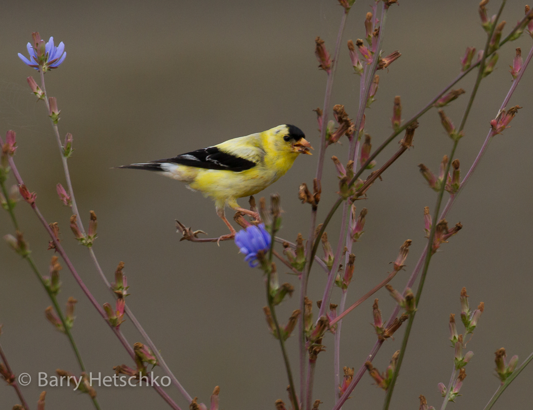 American Goldfinch - Barry Hetschko