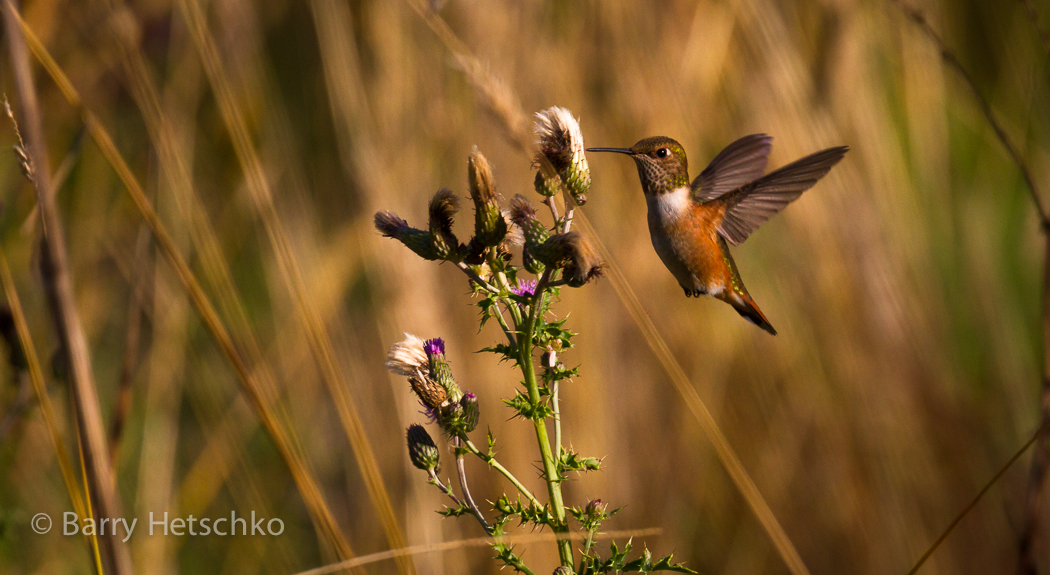 Rufous Hummingbird - Barry Hetschko