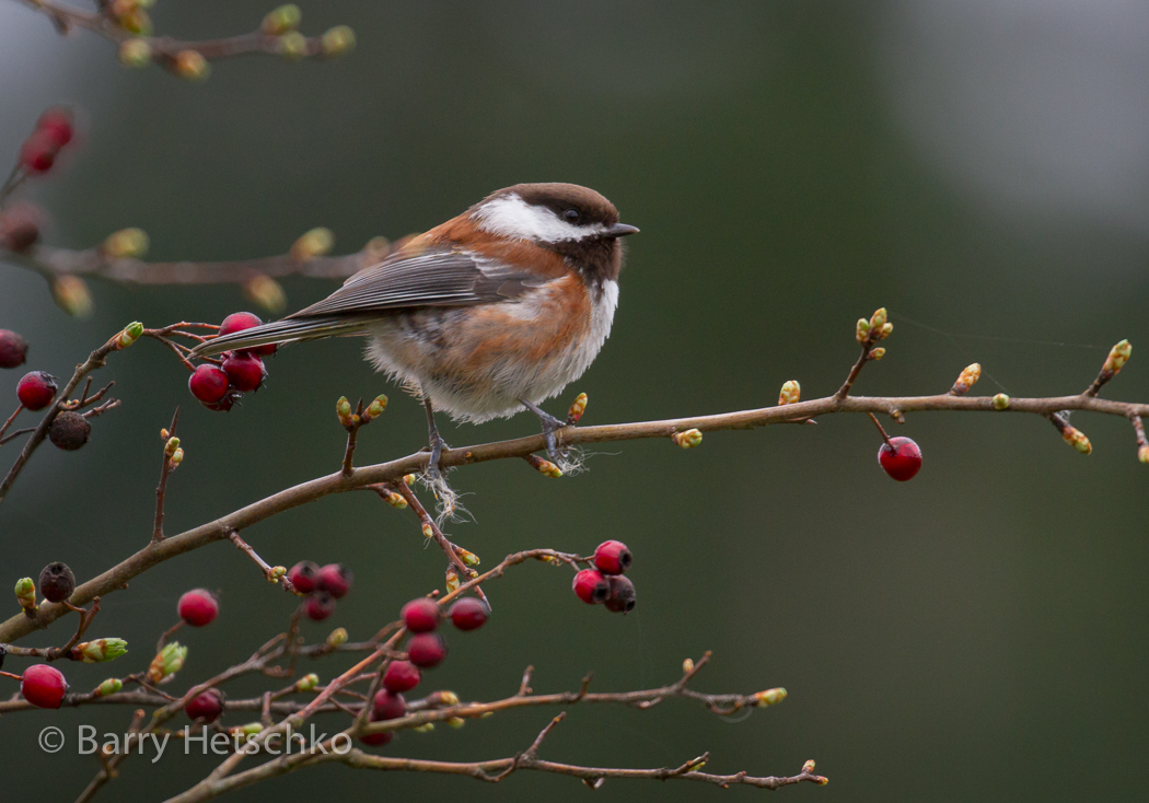 Chestnut-backed Chickadee - Barry Hetschko