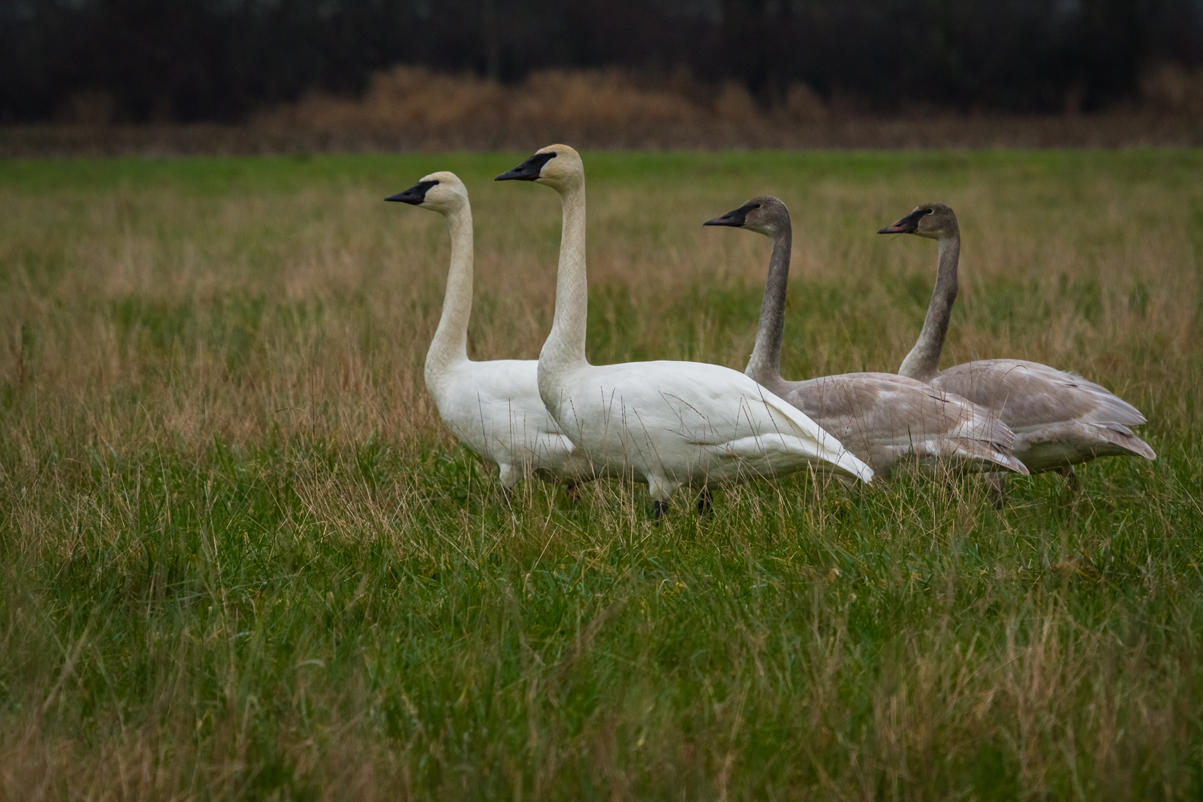 Trumpeter Swans - Barry Hetschko