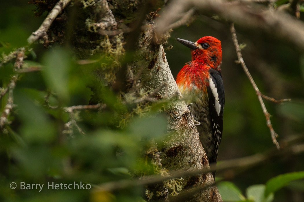 Red Breasted Sapsucker - Barry Hetschko
