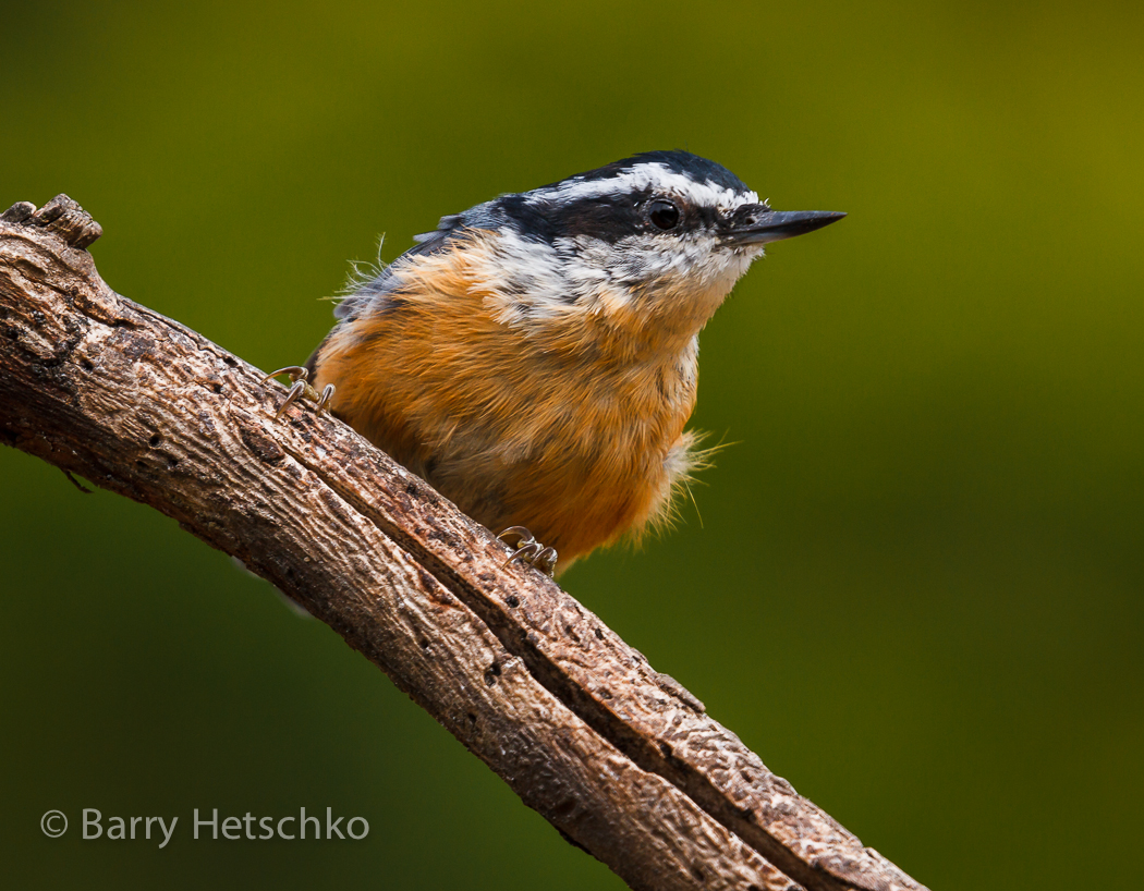 Nuthatch - Barry Hetschko