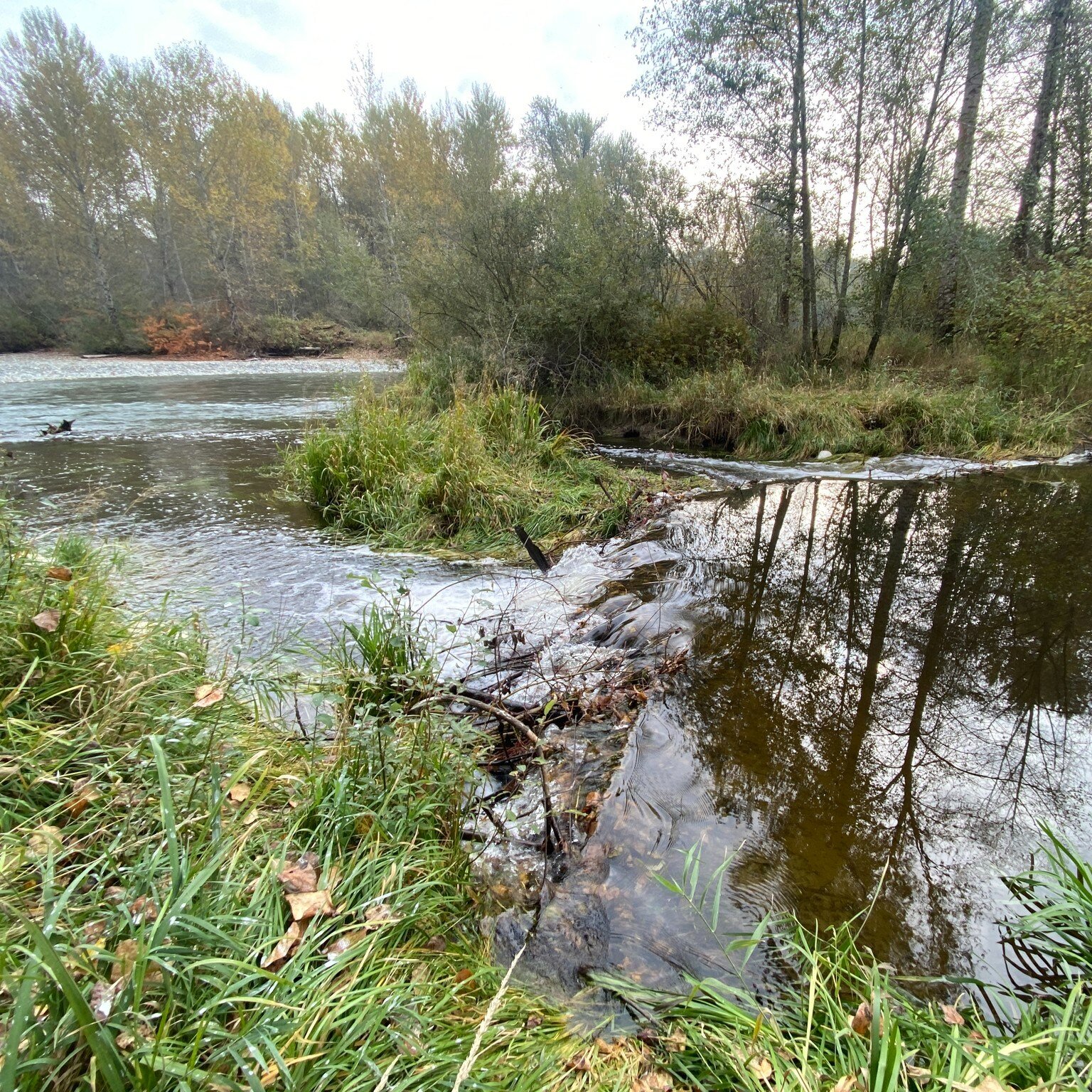 What a difference a month can make. These are both photos of the confluence of Somenos Creek and the Cowichan River. The first photo was taken on November 1st, and the second on December 5th, an amazing transformation.