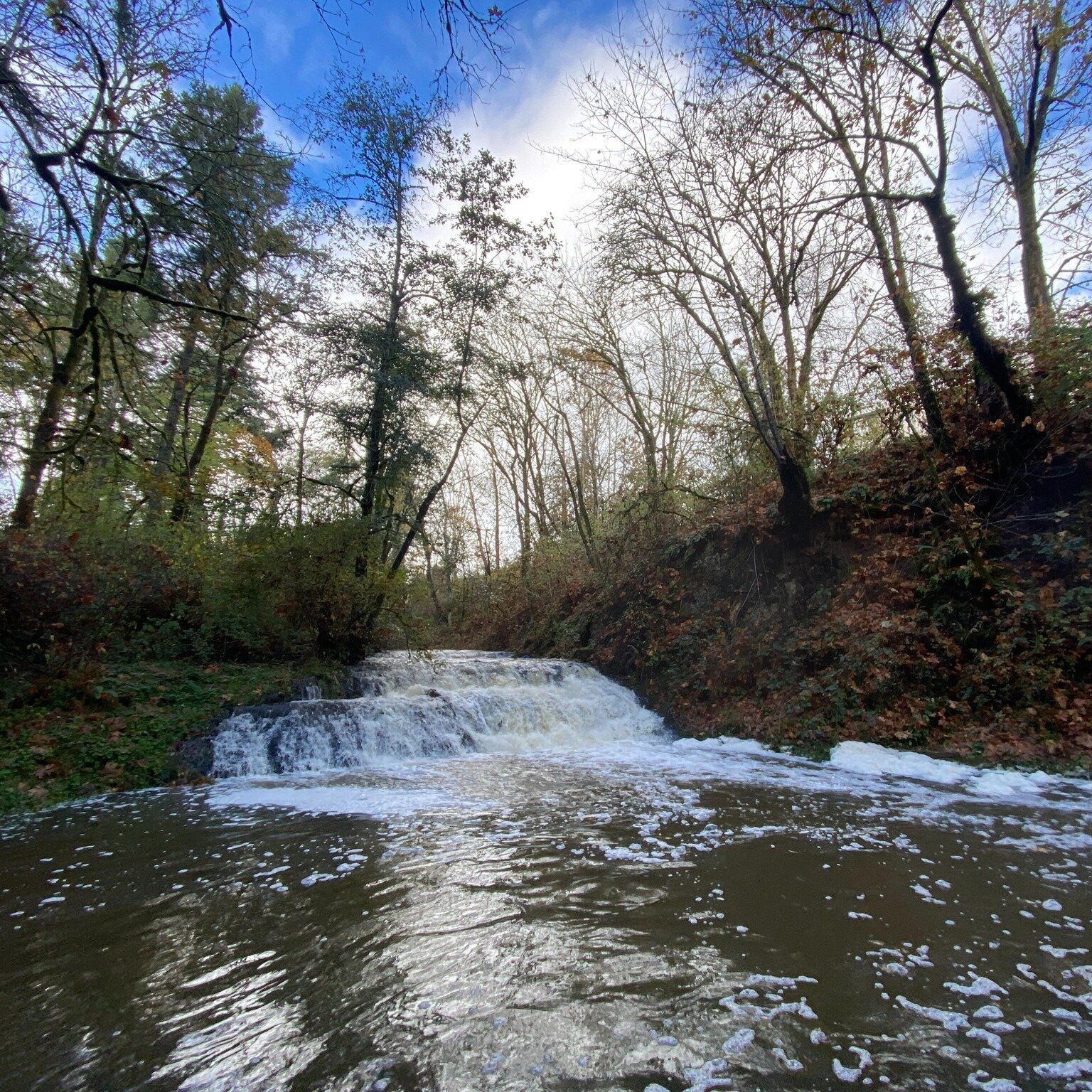 One of our favourite spots in the S'amunu/Somenos Watershed, the falls on Averill Creek. While they are beautiful all year round, there is something magical about the first rush of fall rains that fills up the creek.