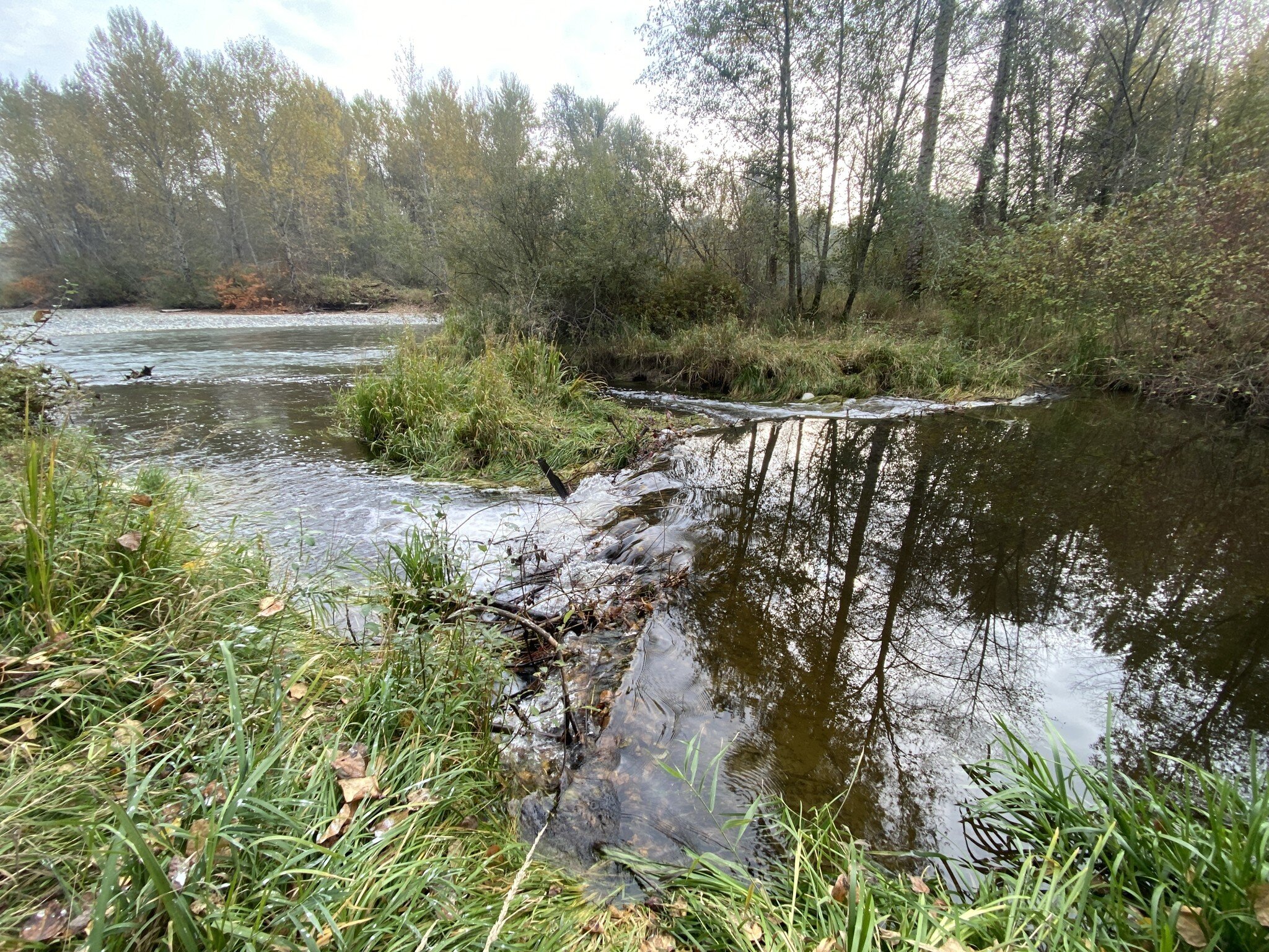 This is the confluence of Somenos Creek and the Cowichan River and we are patiently observing and waiting for the Salmon to make the jump over the beaver dam and make their way up into the Somenos Watershed.