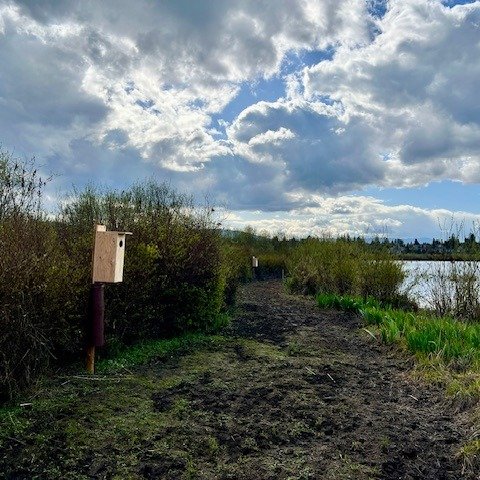 New duck boxes have been installed on Somenos Lake,thanks to our lovely board members the ducks of Somenos Lake have a few new homes.