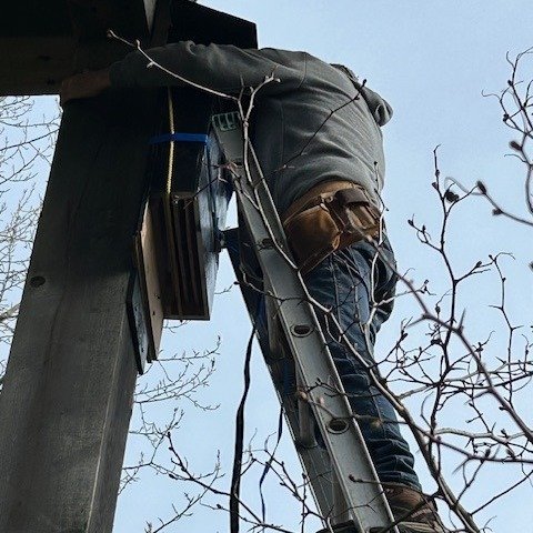 We installed a new bat box on the viewing tower at the Open Air Classroom this past weekend and we hope to see many of our winged friends utilizing it this summer. Come check it out and take in the beautiful views of Somenos Marsh.