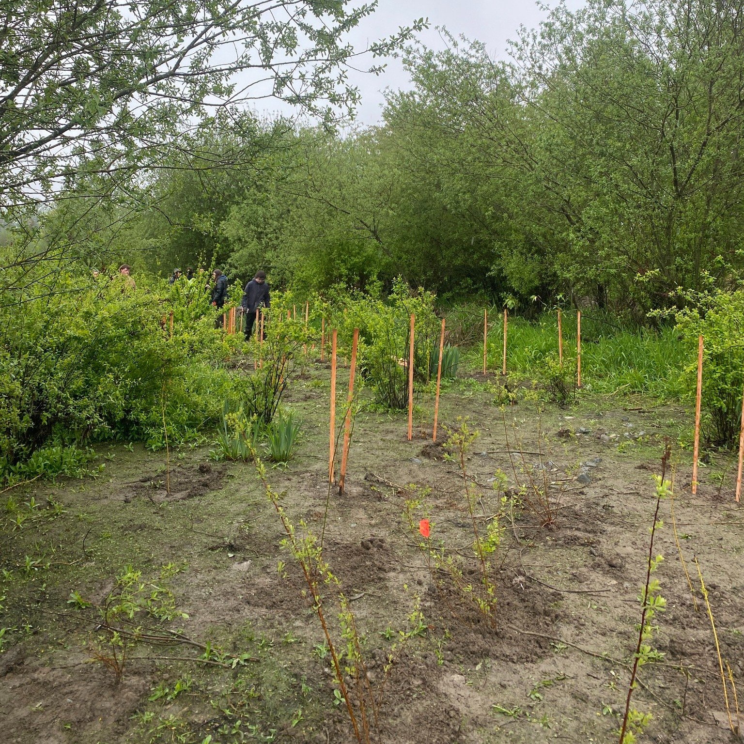 Reflecting on highlights from last week: We have started our riparian planting project along Somenos Creek to improve riparian function, begun removing invasives at the Somenos Garry Oak Protected Area, and launched our fishing program in Averill and