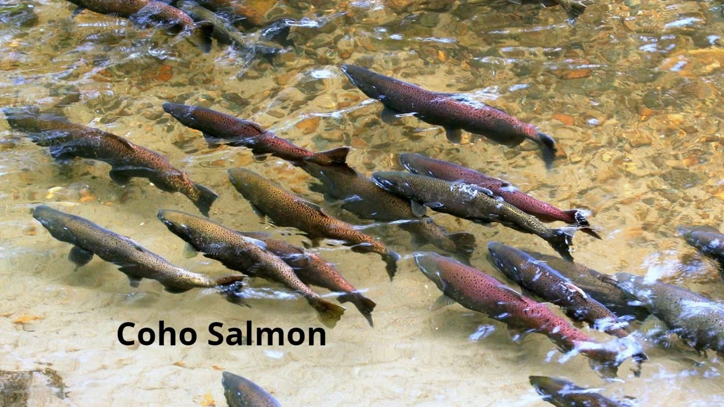 Volunteer Opportunities in November
click below to sign up!
👇🏻
https://mailchi.mp/somenosmarsh/volunteer-opportunities-nov2025