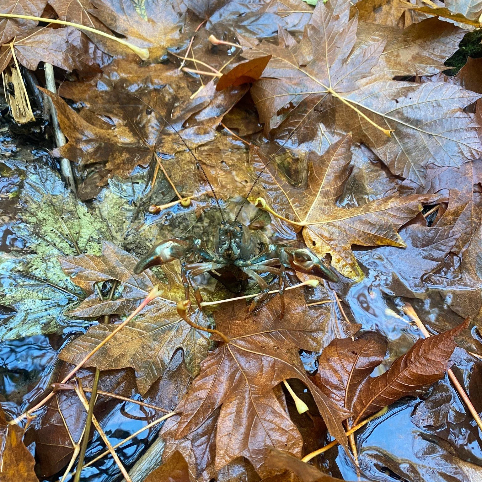 Great camouflage of a crayfish going for a fall walk along Bings Creek.