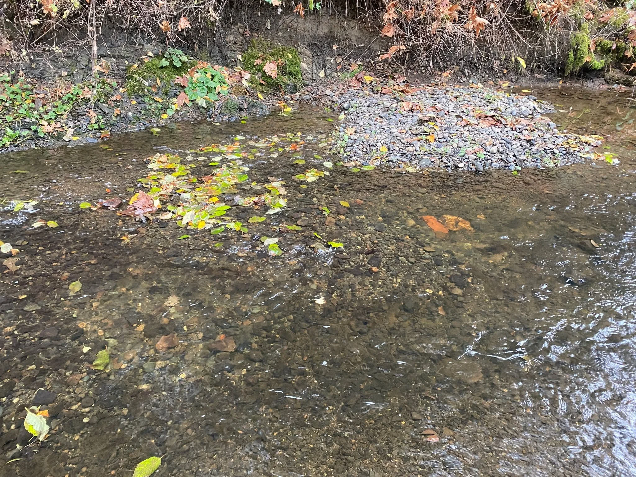 Can you spot the redd in this photo? 👀

Redds are the gravel nests where female salmon carefully dig a hollow to lay their eggs in. This one was spotted in Averill Creek during our salmon watch survey this week, a sure sign the coho run is kicking o