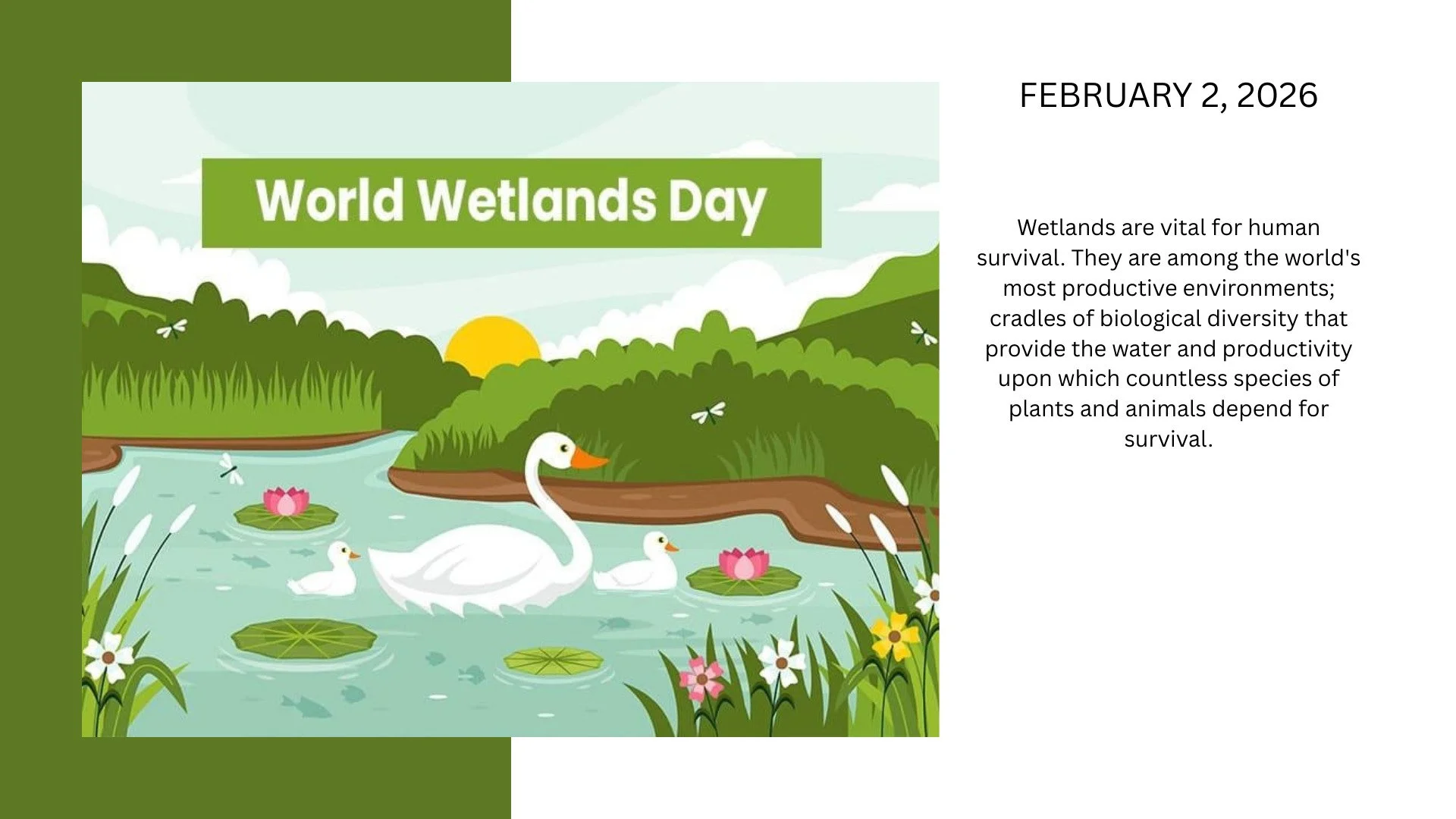 Wetlands are vital for human survival. They are among the world's most productive environments; cradles of biological diversity that provide the water and productivity upon which countless species of plants and animals depend for survival. #marsh #ma