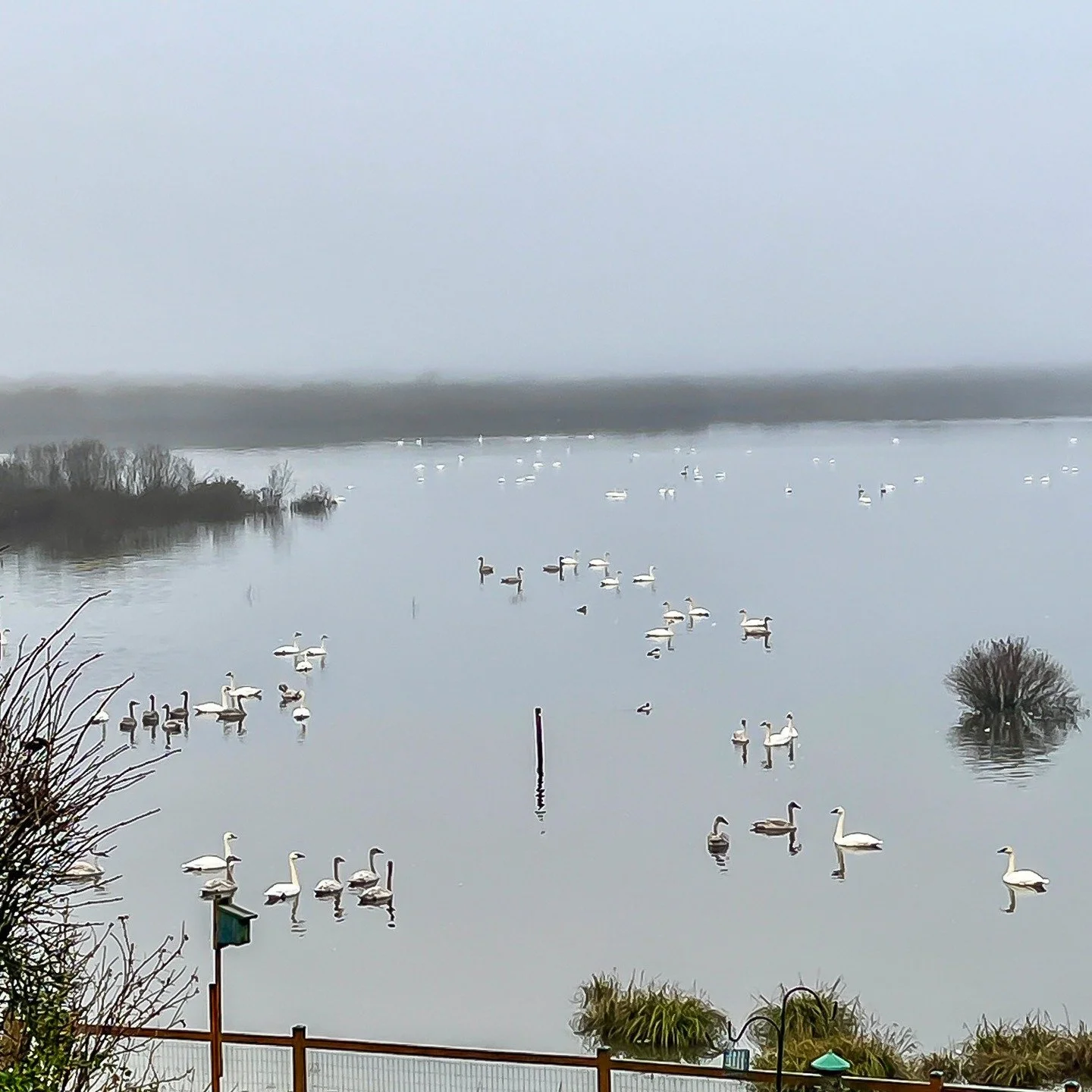 Somenos Lake sprinkled with early morning mist, Trumpeter swans are gliding across the waters patiently waiting for their call to suddenly burst into flight heading to their next safe sanctuary place of gather. 
Photos taken by Paul Terlein.
#naturep