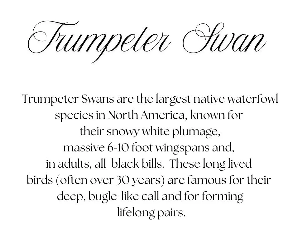 Trumpeter Swans on Somenos Lake this morning.
#somenoslake#somenos #tourismvancoverisland #watershedwatch#habitatconversationtrust#networkofnature#naturelovers #naturephotography📷
