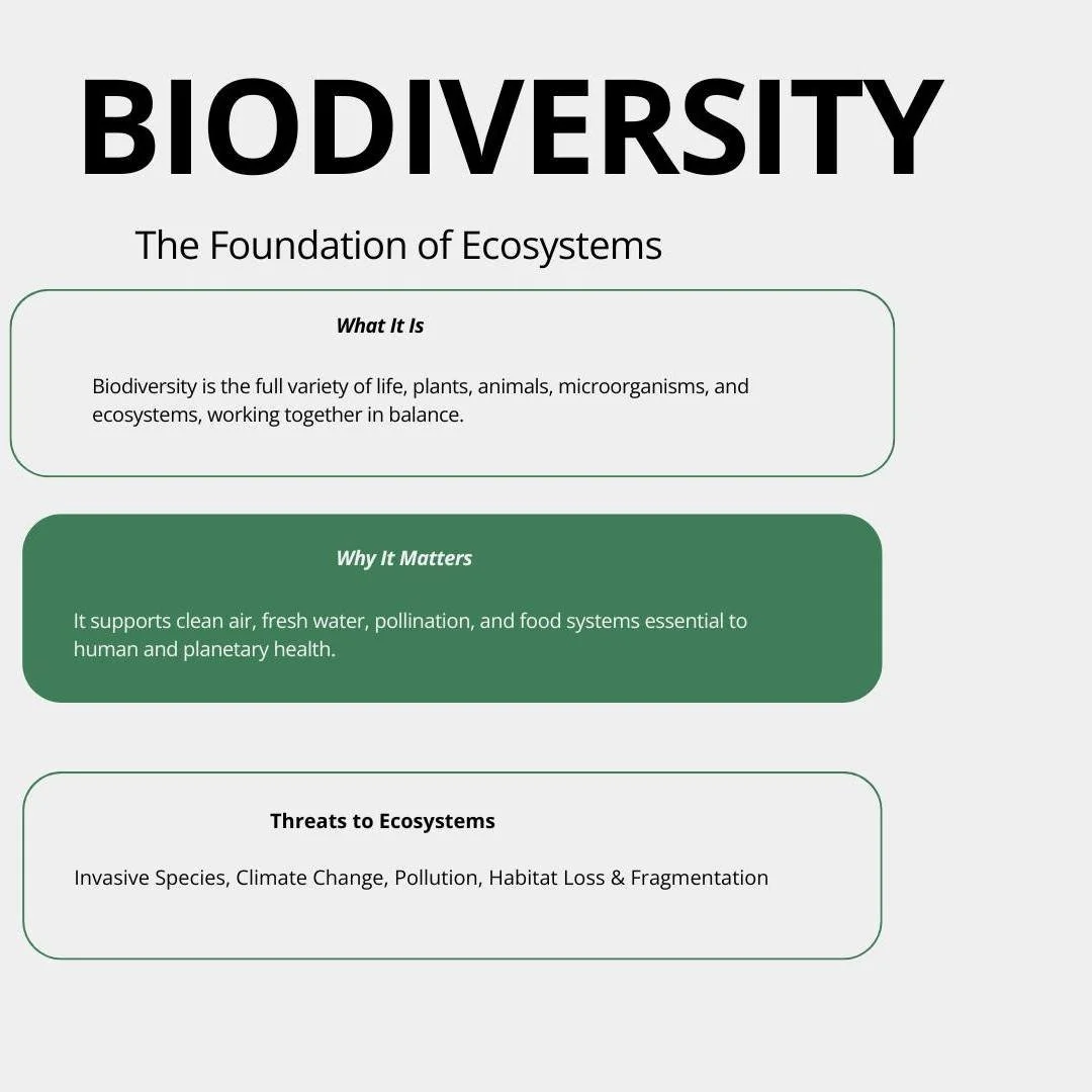Invasive Species: Myriophyllum aquaticum commonly known as Parrot's Feather is very invasive to Somenos Creek.
 Parrot feather is a perennial plant named for its feather-like leaves which grow in whorls of four to six around the stem. Its emergent st