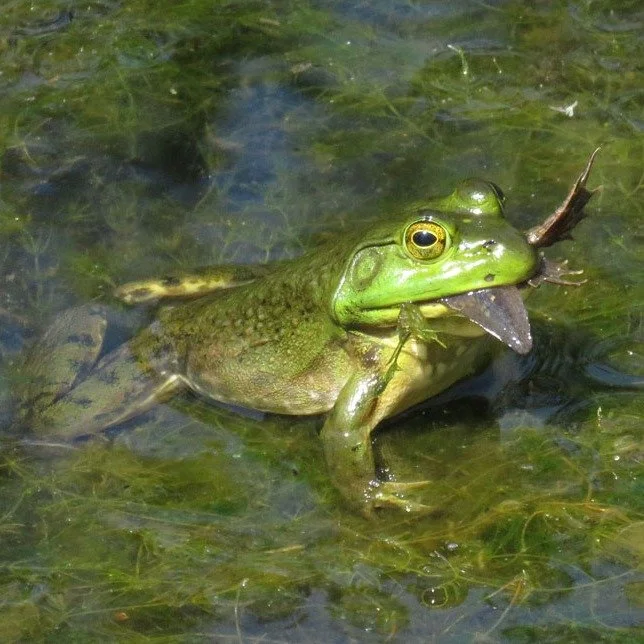 American bullfrogs (Lithobates catesbeianus) are considered highly INVASIVE as they can decimate local ecosystems by eating native amphibians, birds, and snakes, and by spreading disease.  The American bullfrog is listed as one of the 100 worst invas