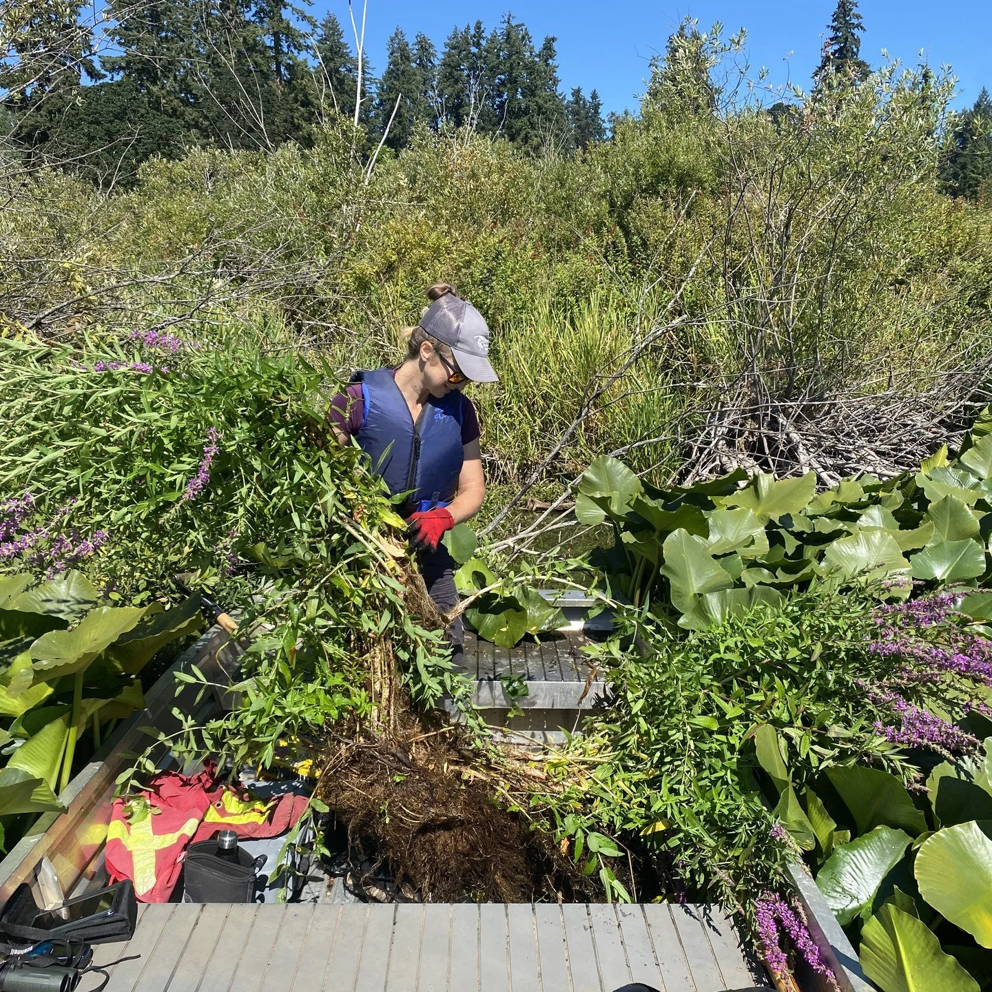How can something so pretty be invasive? Purple loosestrife (Lythrum salicaria) is a highly aggressive, invasive wetland perennial that forms dense, thick stands, crowding out native plants and ruining wildlife habitats. It spreads rapidly via seeds 