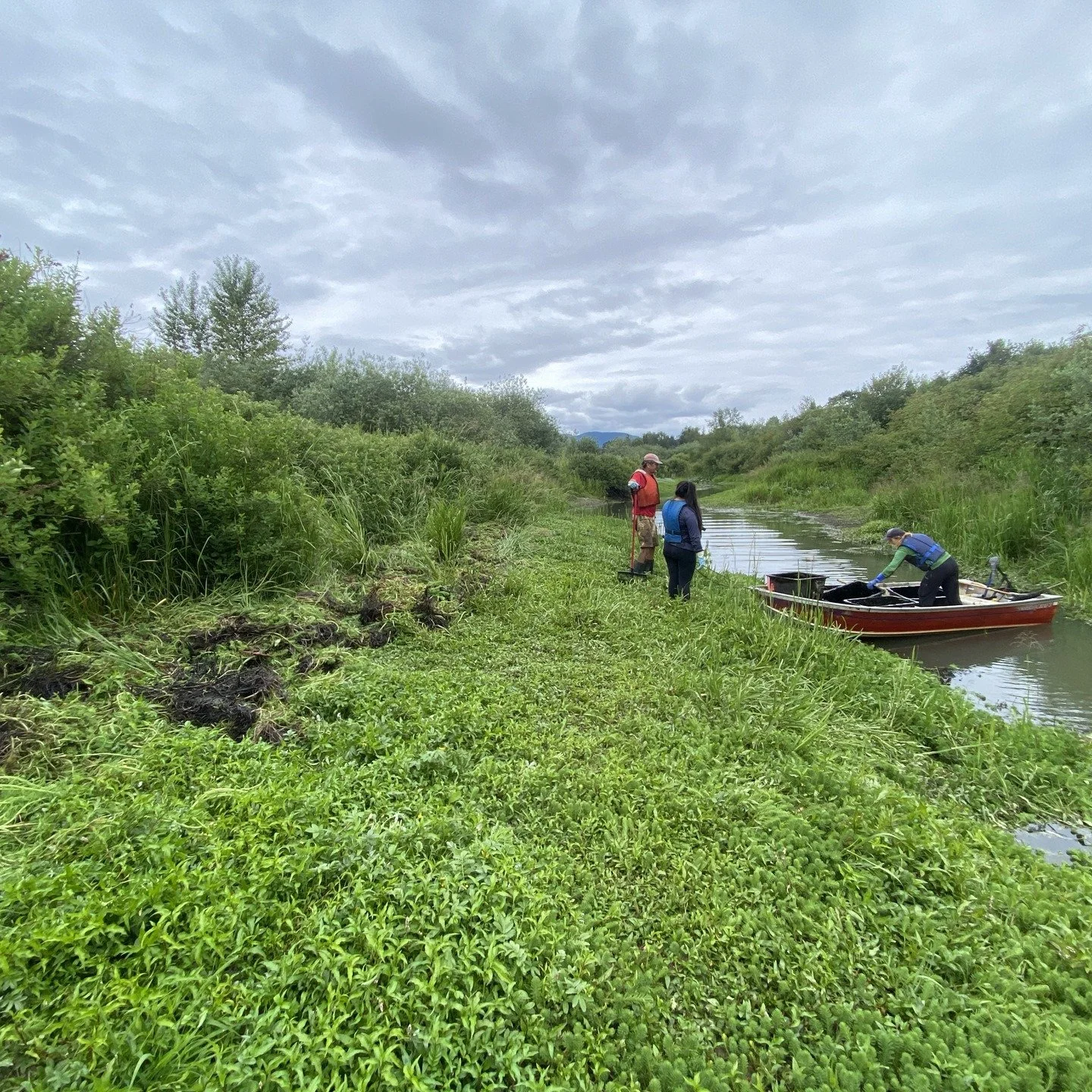 Check out the article in the Cowichan Valley Citizen.

The Somenos Marsh Wildlife Society and its volunteers have been working hard to clear Somenos Creek of the invasive species parrot&rsquo;s feather. Paul Fletcher, the society&rsquo;s executive di
