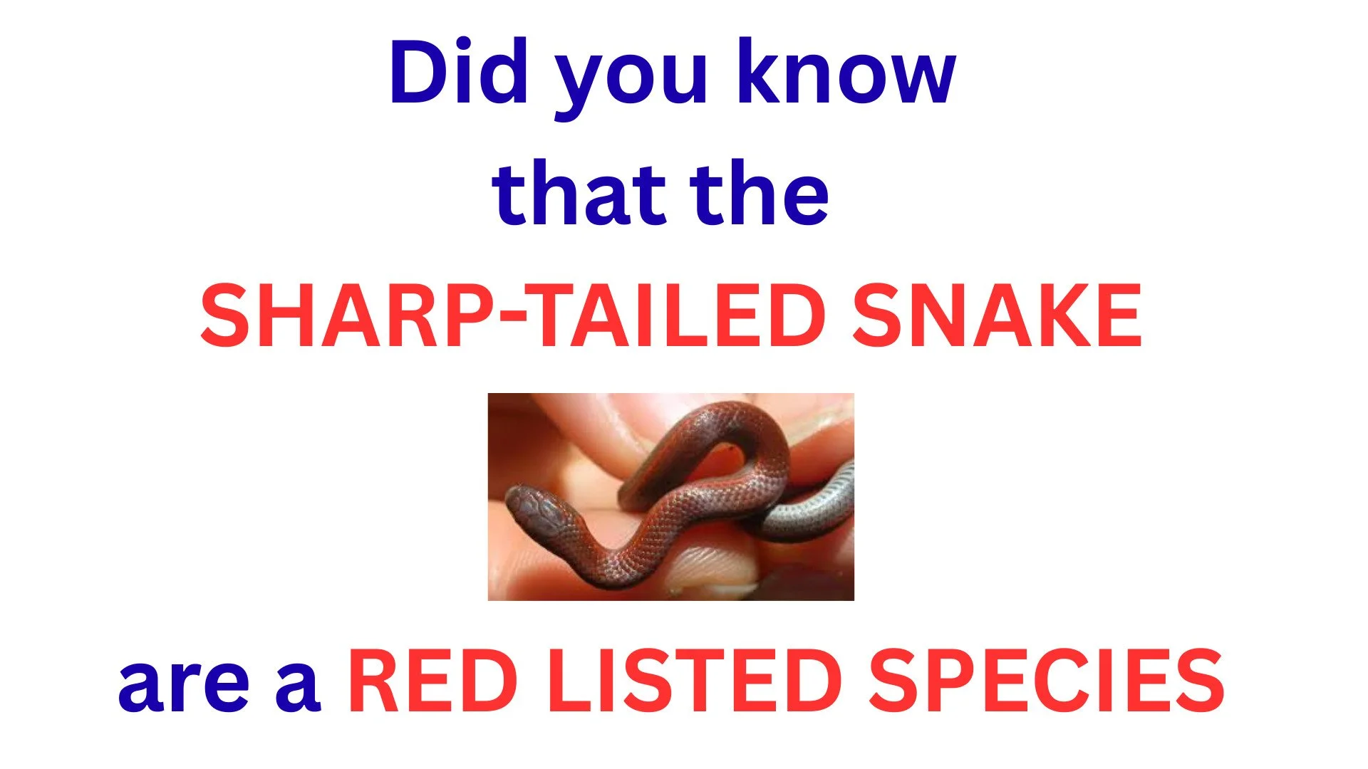 This tiny snake is mysterious, harmless and needs our help as it is considered endangered and has been spotted in the Cowichan Valley.
The Sharp-tailed Snake (Contia tenuis) is a small, endangered species (20&ndash;45 cm). They are reddish-brown or g