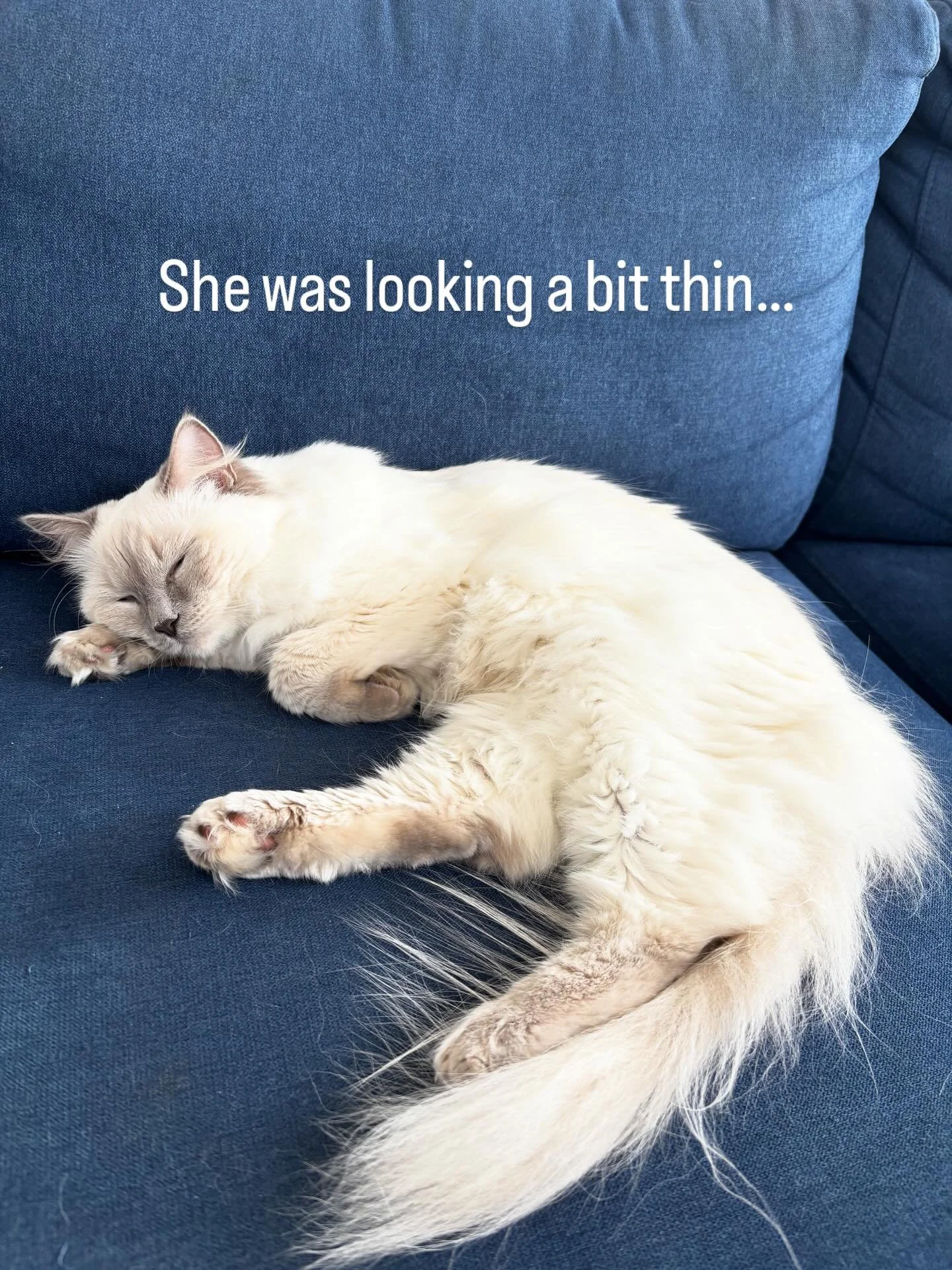 Pooper update:

3 weeks more antibiotics, to see if that solves whatever is still rattling in her lungs.

She has put weight back on, is breathing at a normal rate, no fever, and very interested in life again. 

Pill-popper gadget is a success, thoug