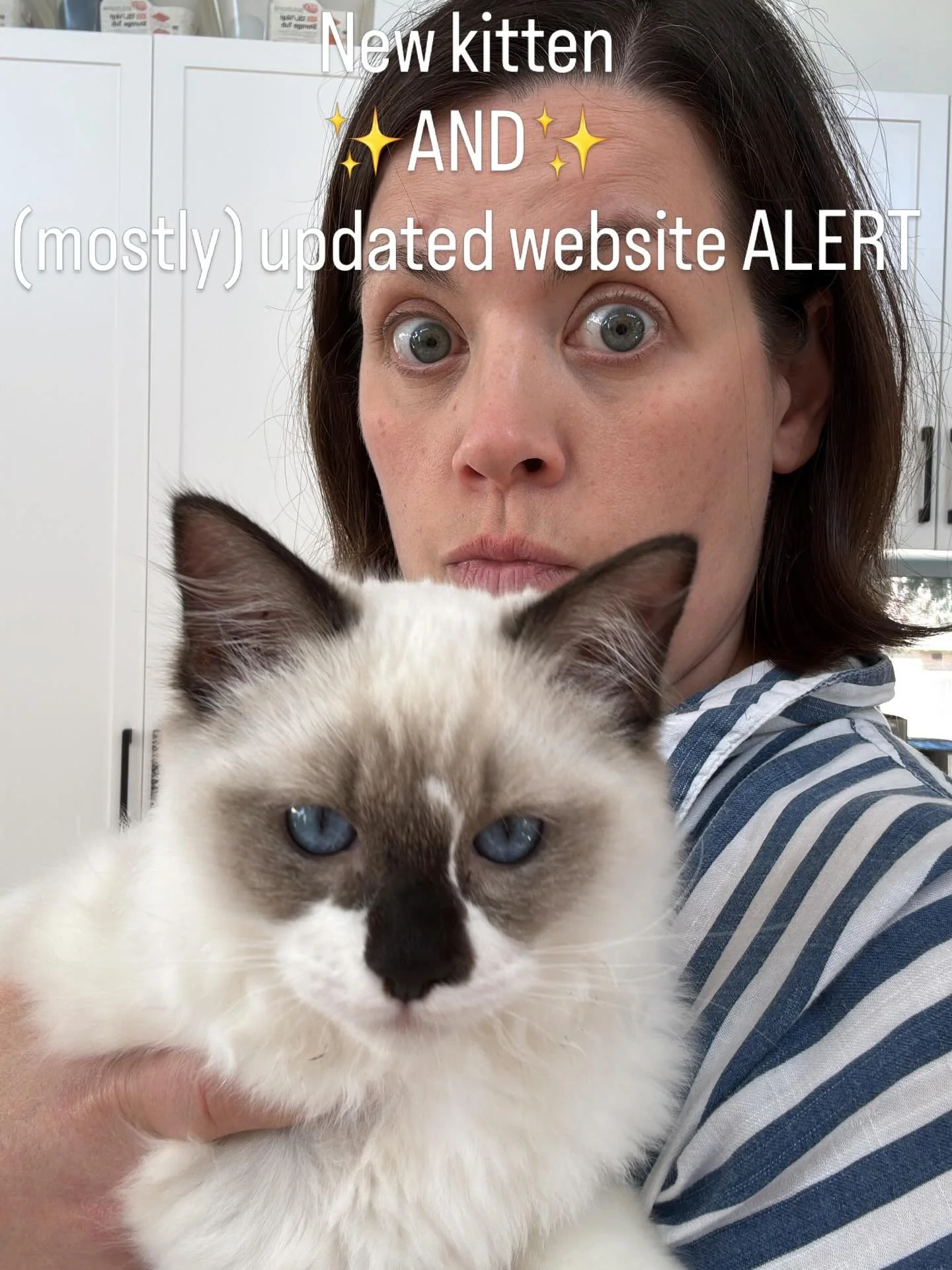 Of course you can expect more quality kitten content, but in the meantime I&rsquo;ve updated the teaching page of my website. 

Link below and in bio

https://www.amymoore.me/voice-lessons-and-coaching

#classicalvoiceteacher #singersofinstagram #voi