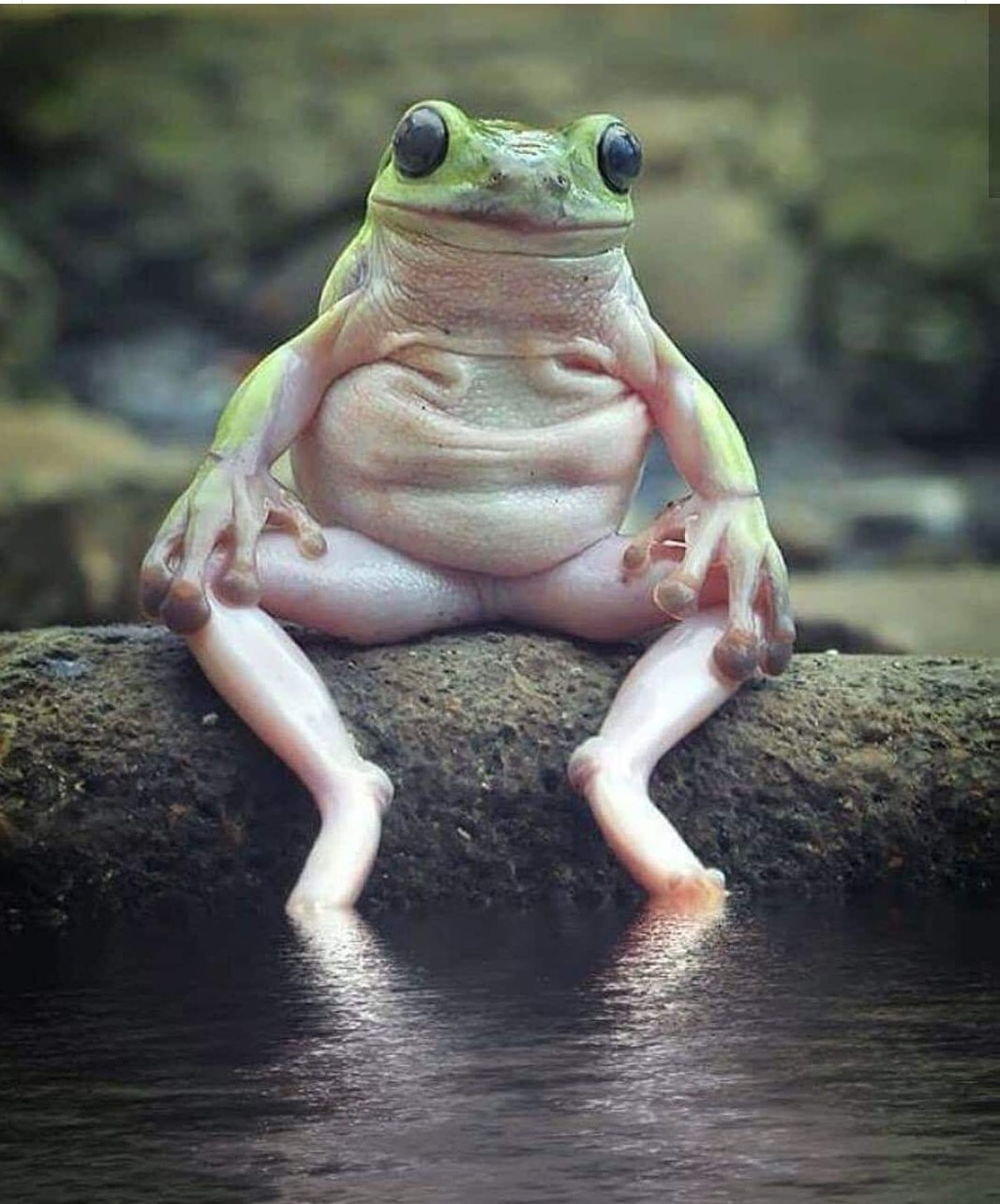tree frog nudist resort photo