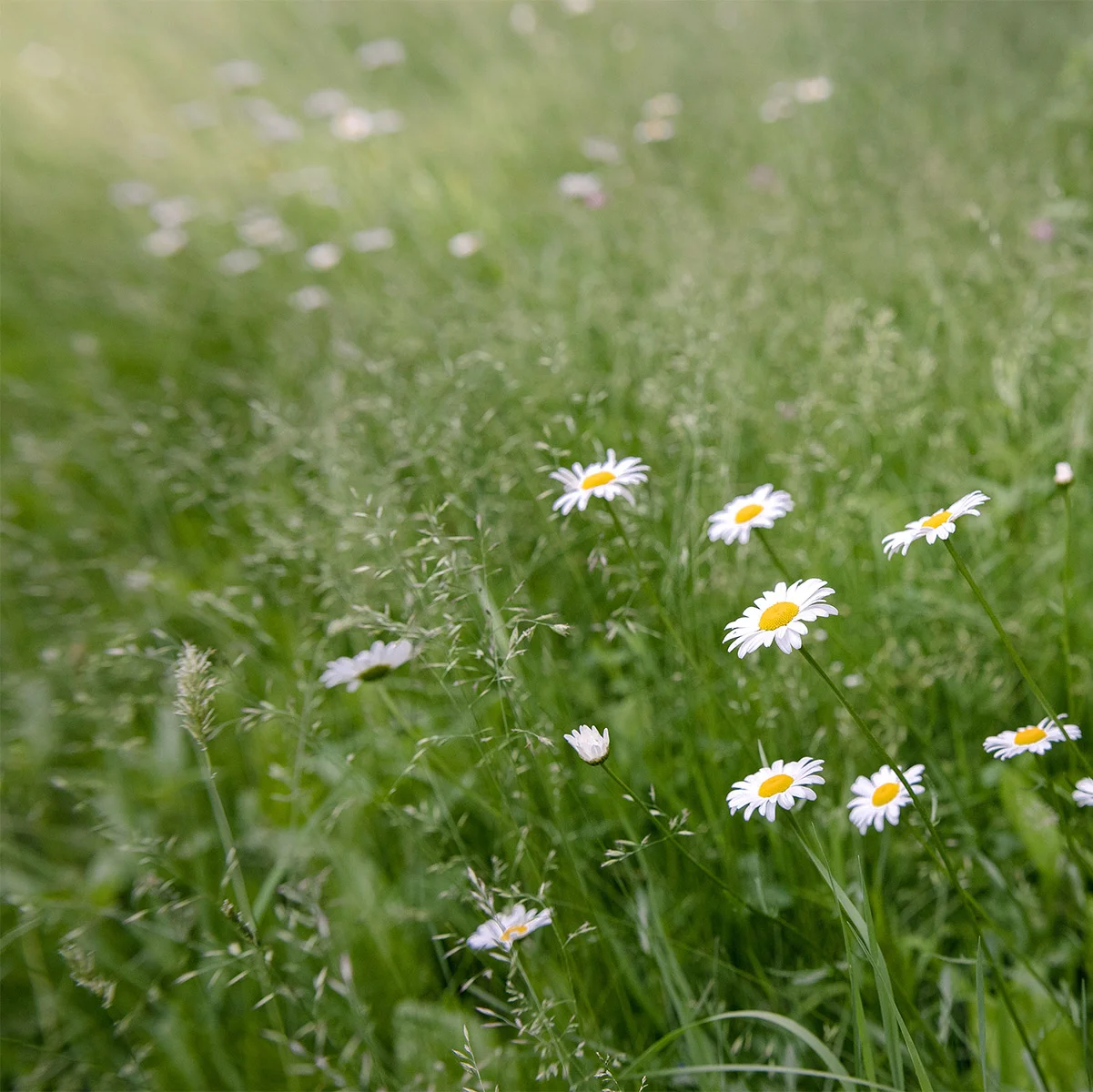 daisies-field.jpg