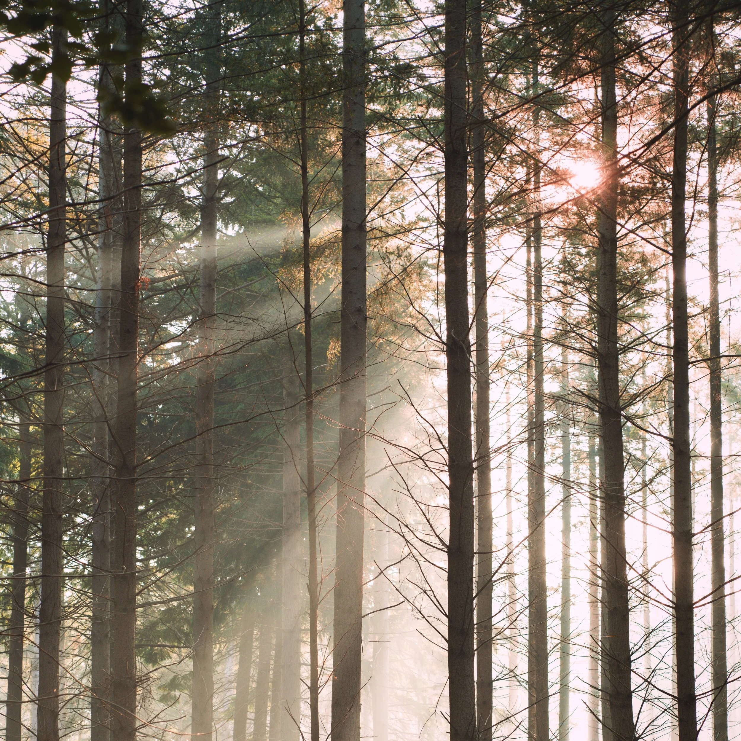 Special Announcement 2020