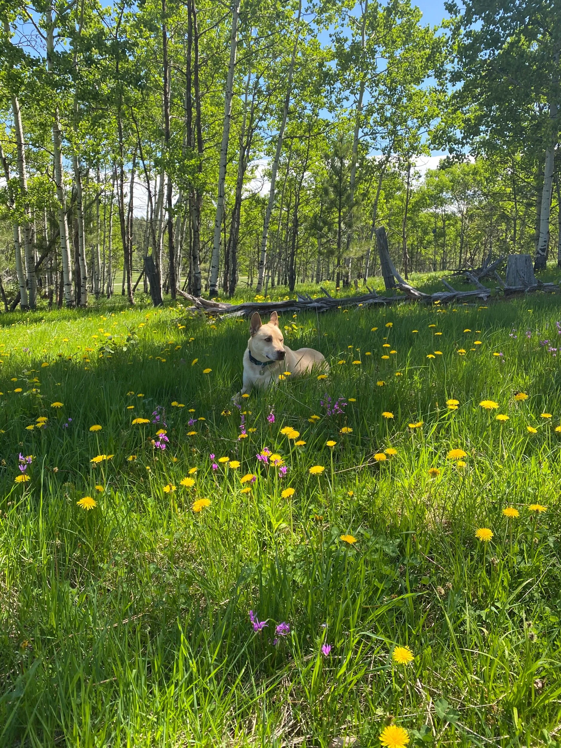 A58BD052-E1F0-4AE4-A803-881C2E98884A