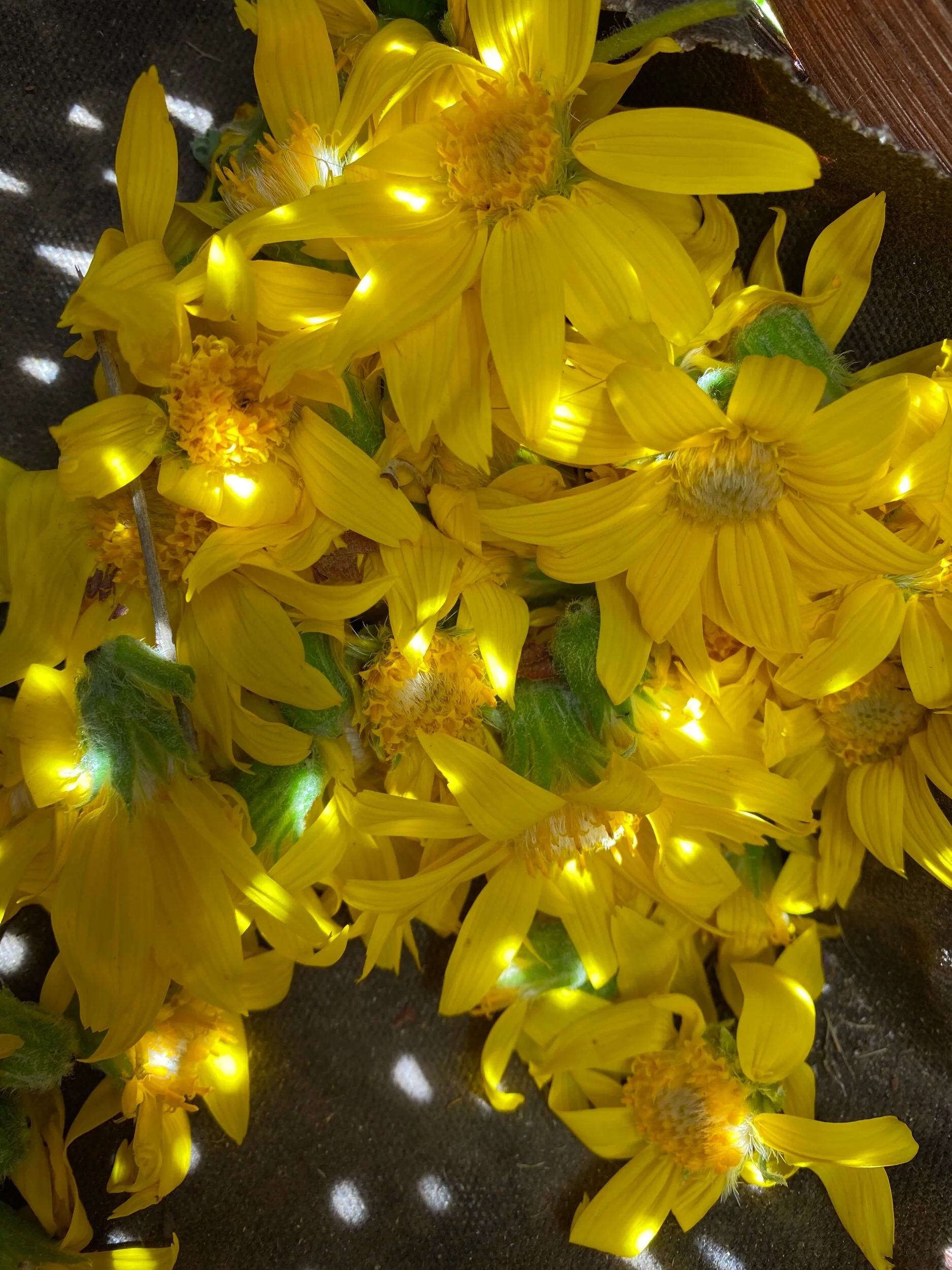 43A495F1-6AB3-4BE1-8C8B-11E2195B5A32